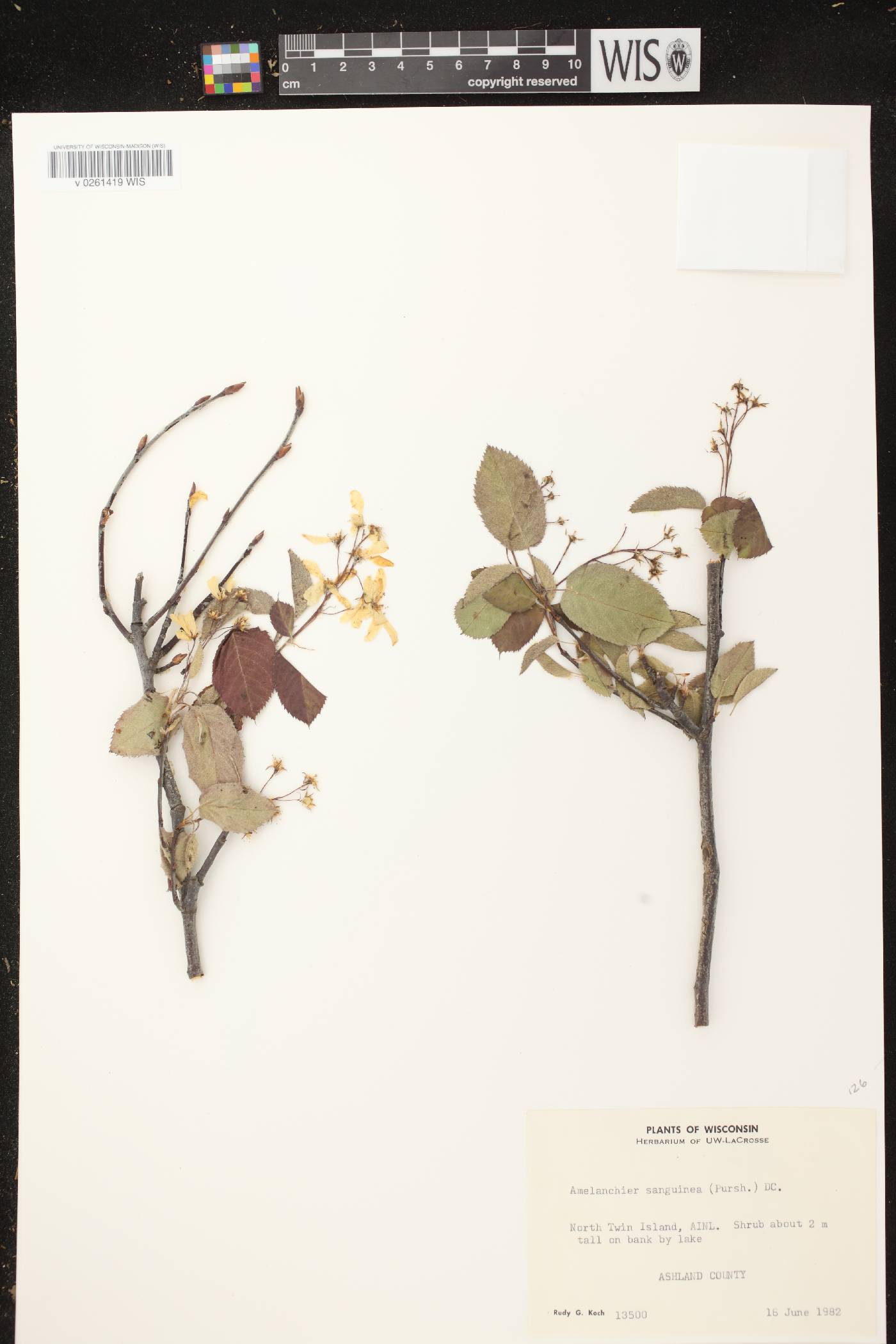 Amelanchier sanguinea image