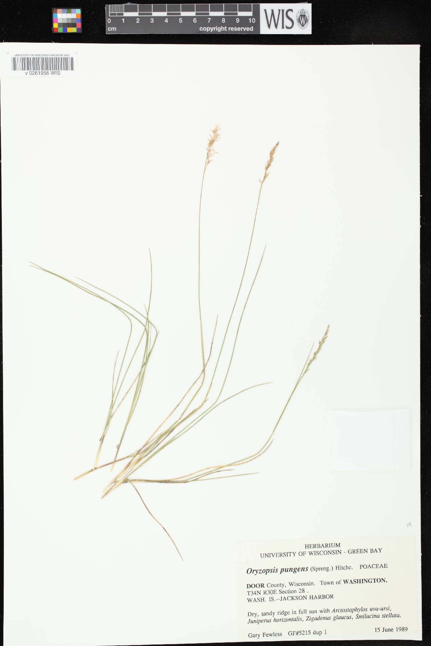 Piptatheropsis pungens image