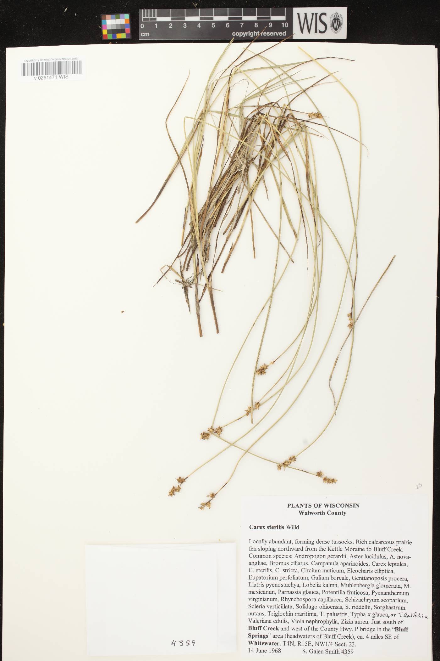 Carex sterilis image