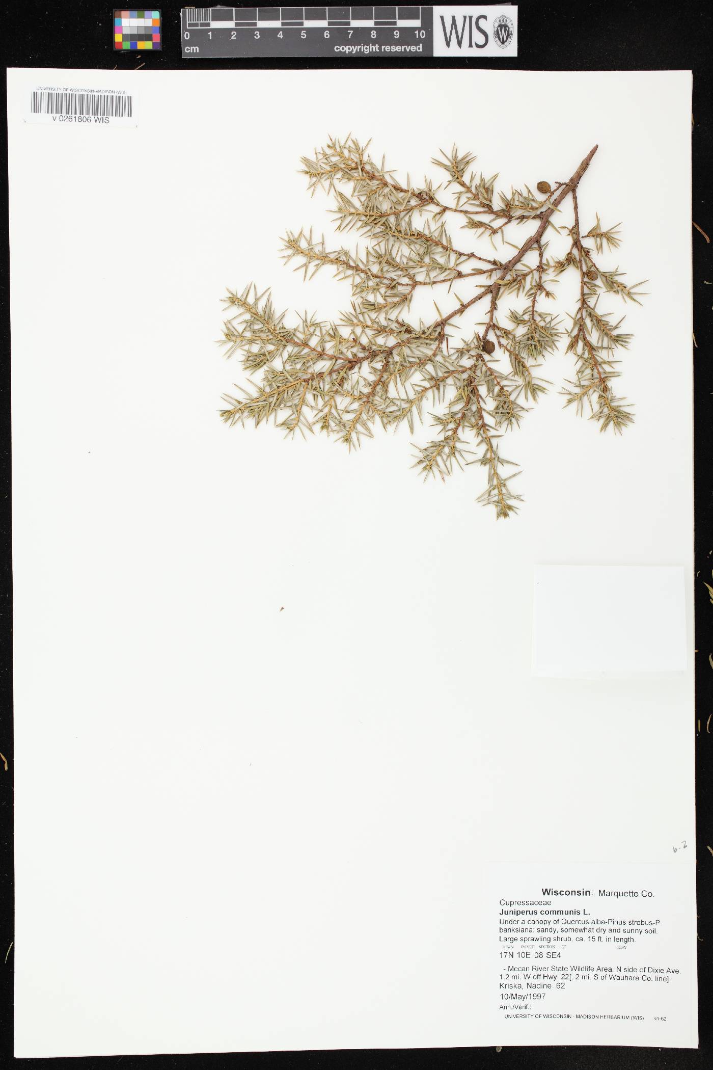 Juniperus communis var. depressa image