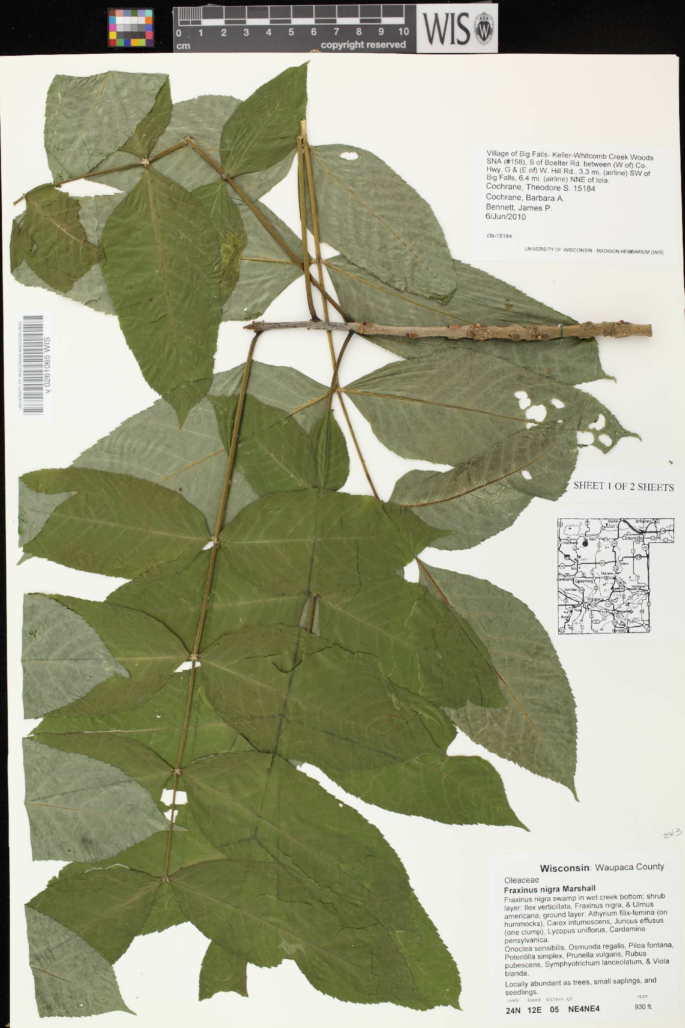 Fraxinus nigra image