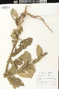 Image of Verbascum x kerneri
