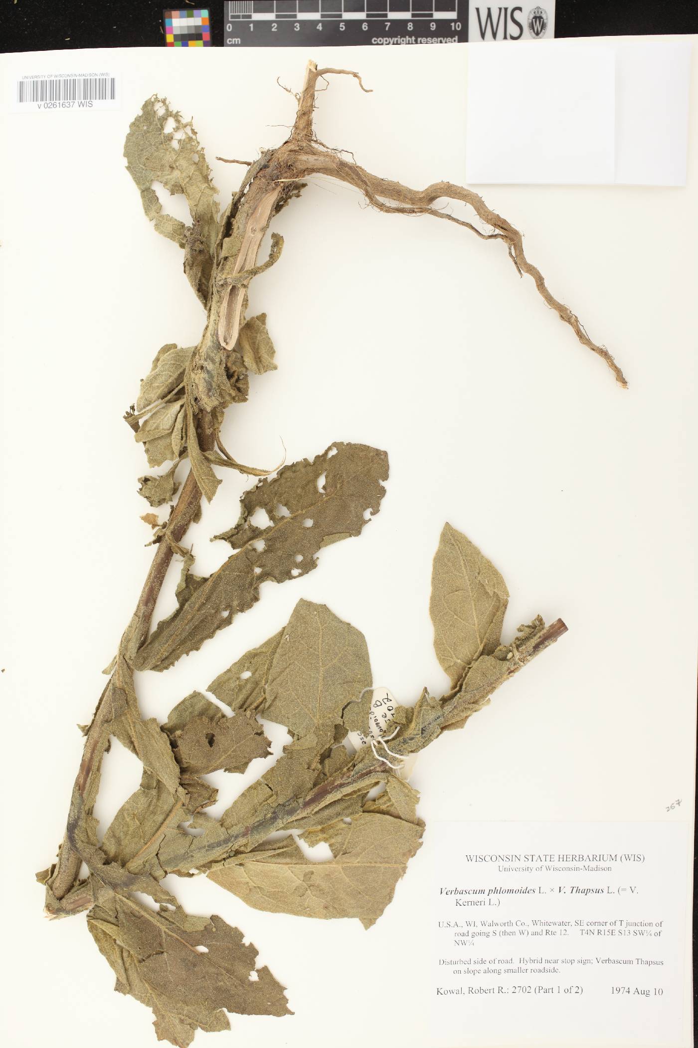 Verbascum X kerneri image