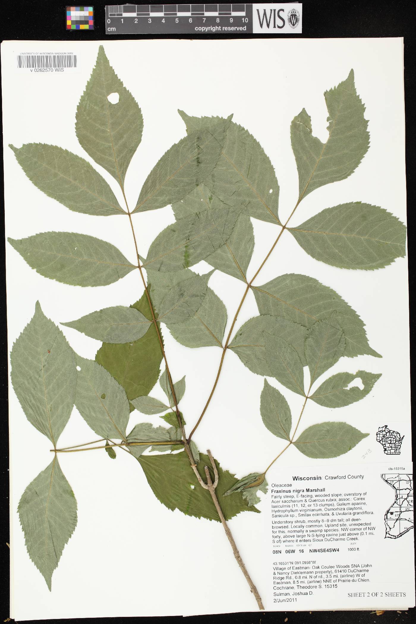 Fraxinus nigra image