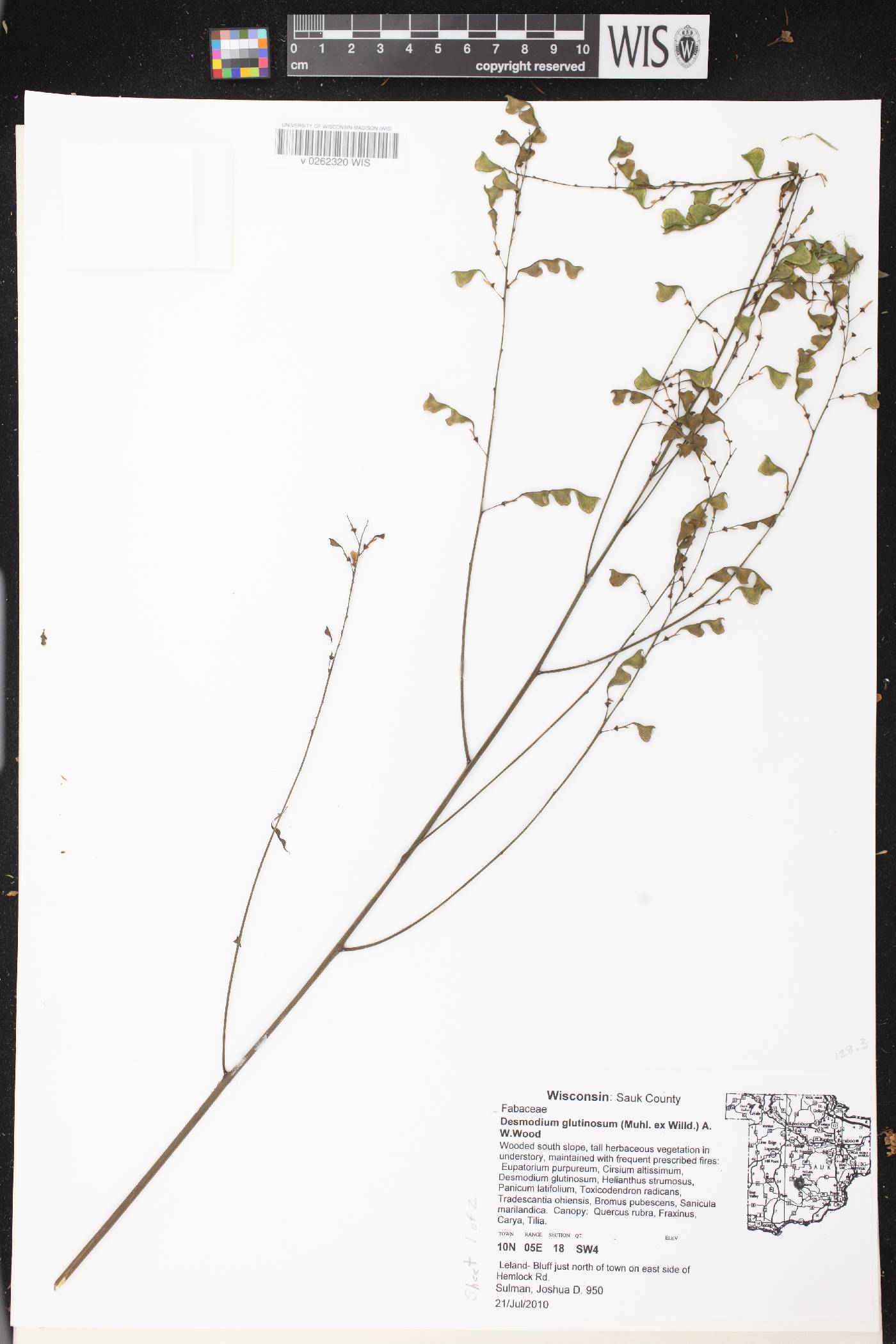Hylodesmum glutinosum image