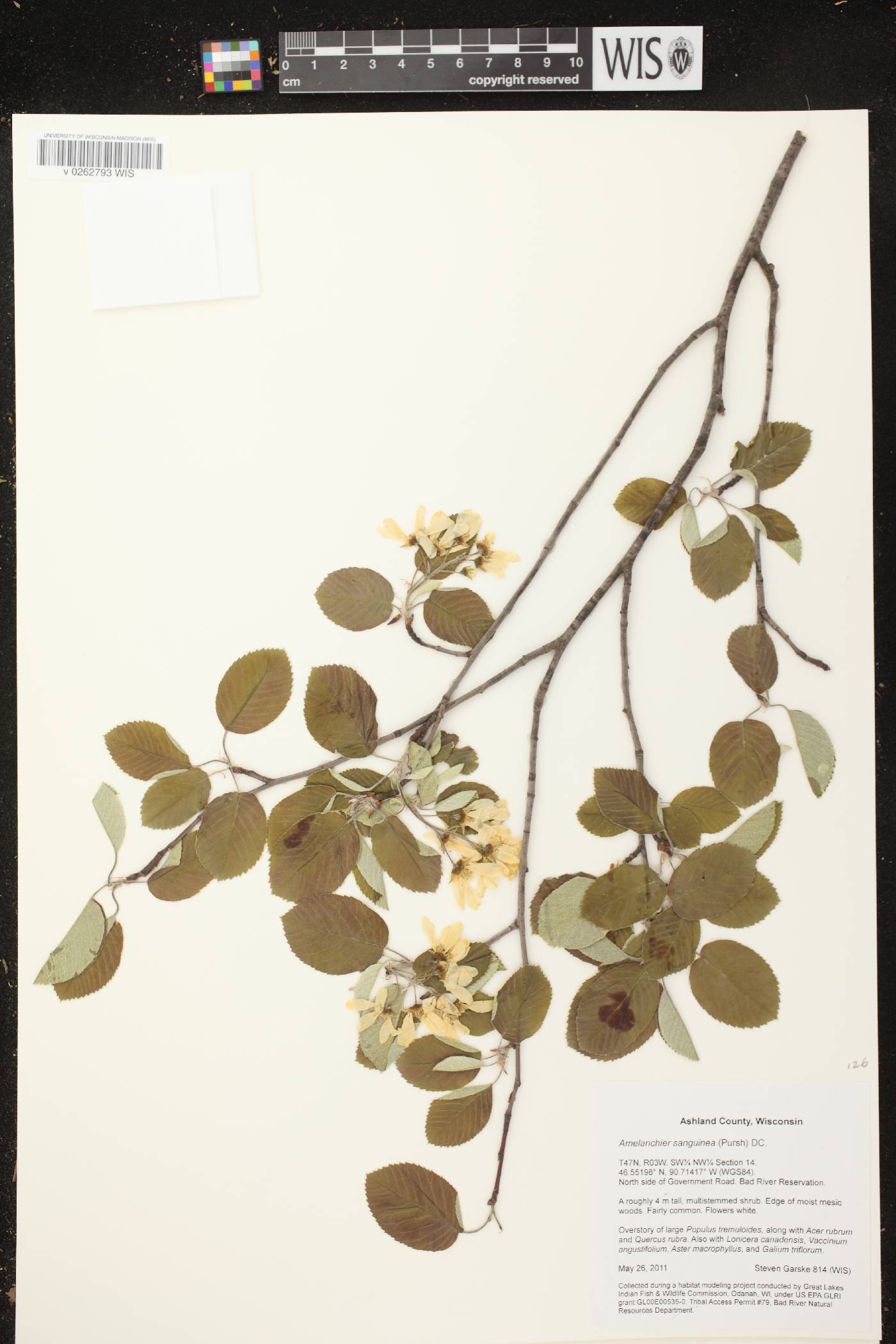 Amelanchier sanguinea image