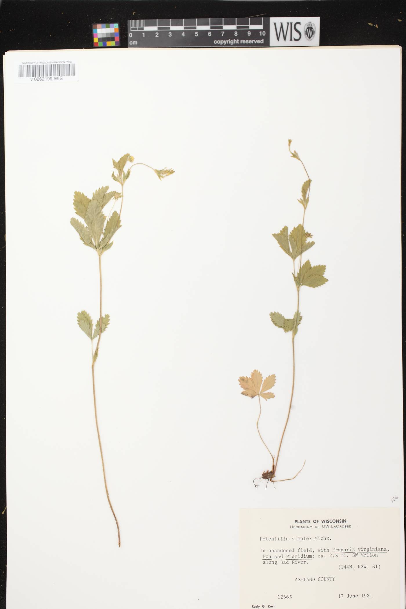 Potentilla simplex image