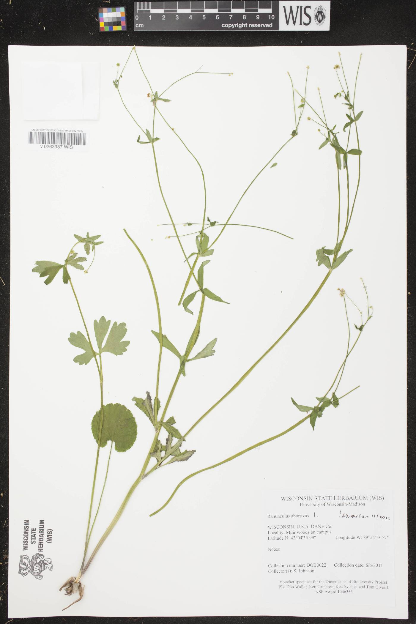 Ranunculus abortivus image