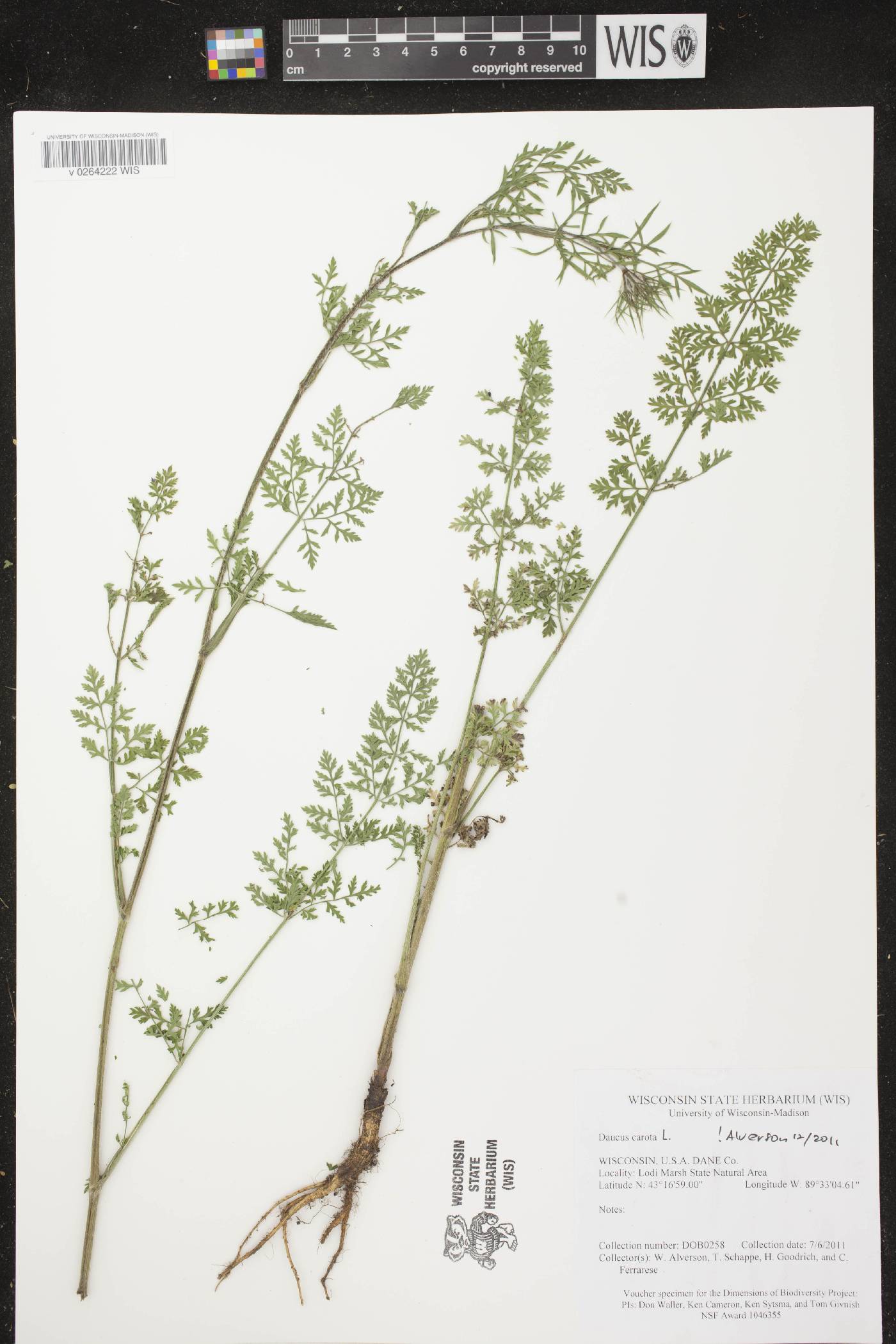 Daucus carota image