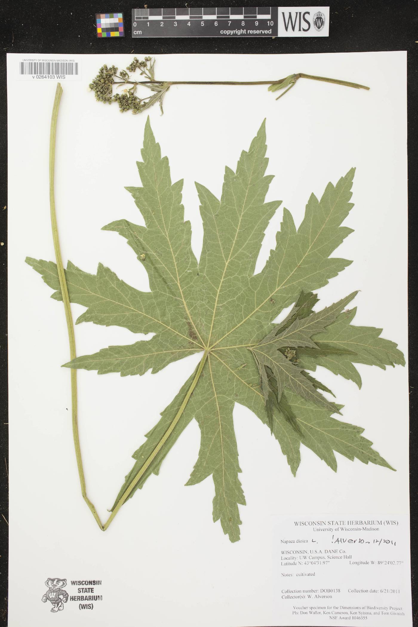 Napaea dioica image