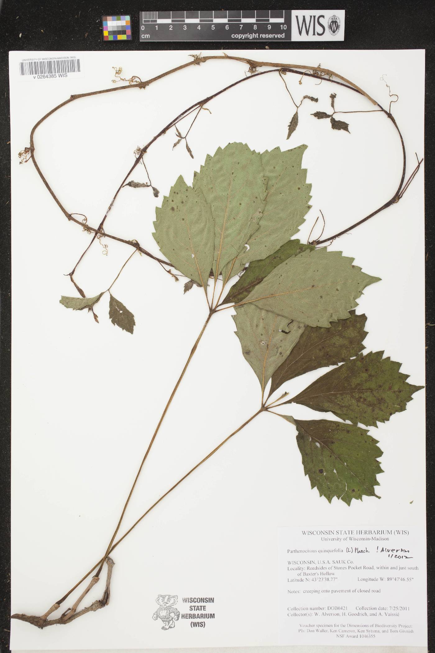 Parthenocissus quinquefolia image
