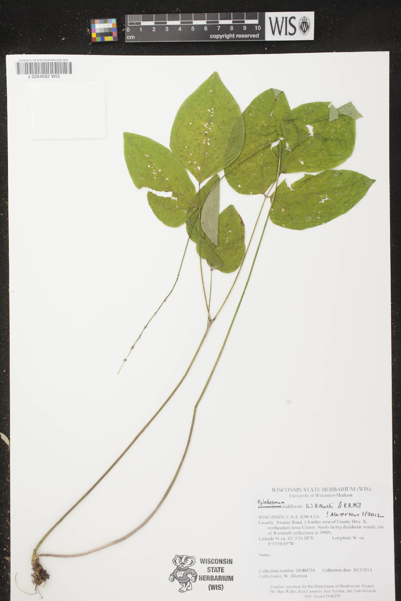 Hylodesmum nudiflorum image