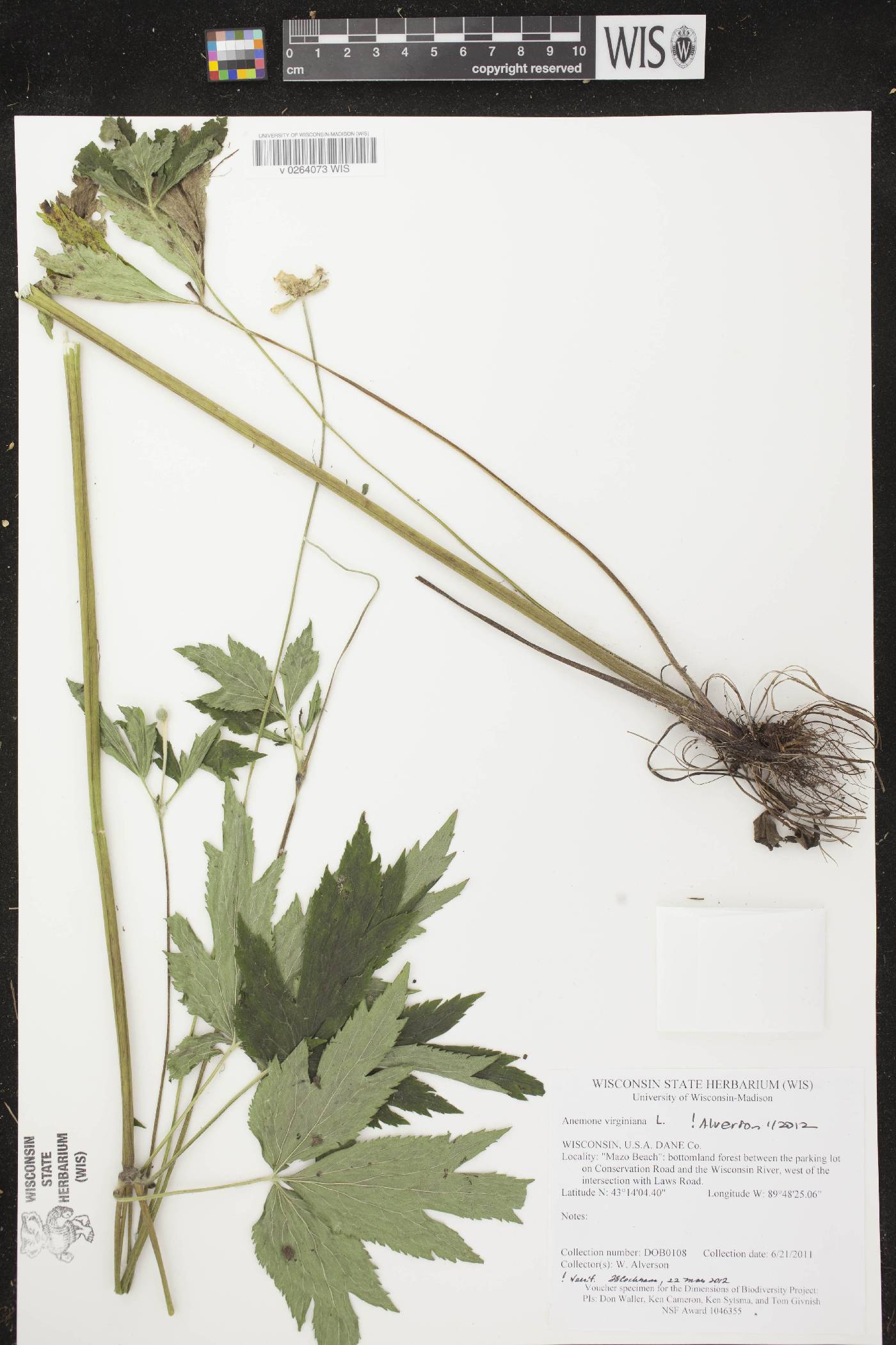 Anemone virginiana image