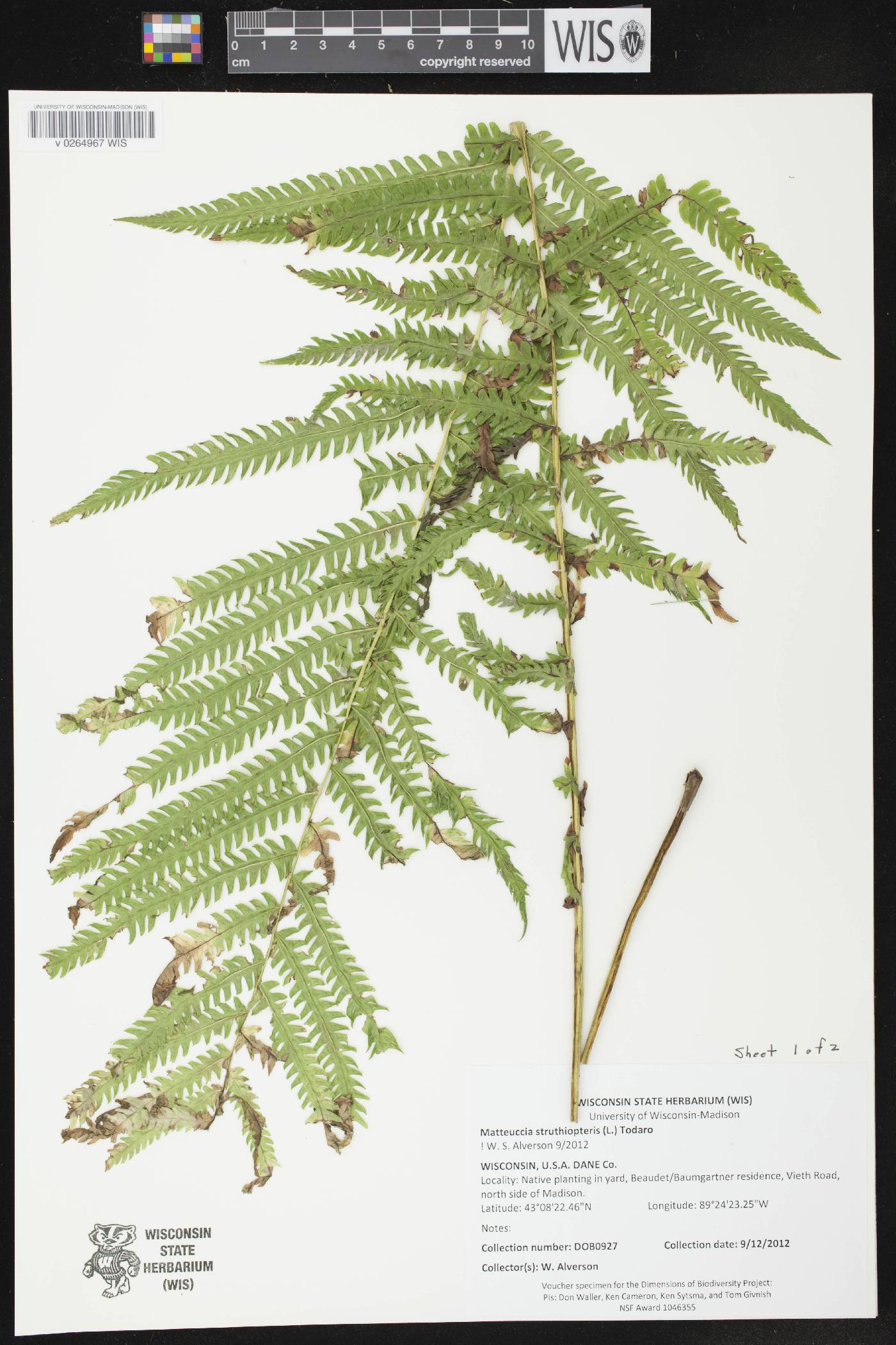 Matteuccia struthiopteris image