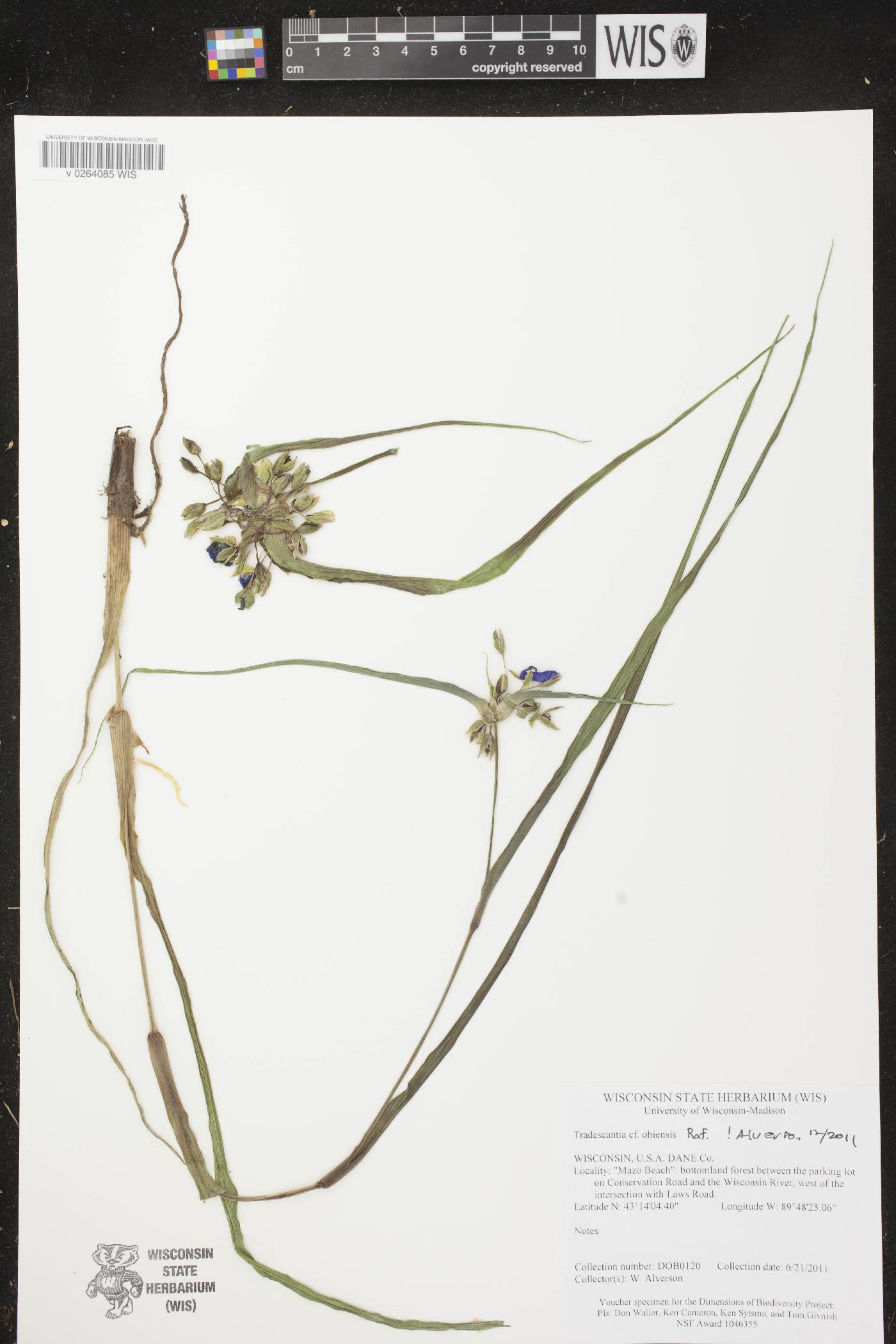 Tradescantia ohiensis image