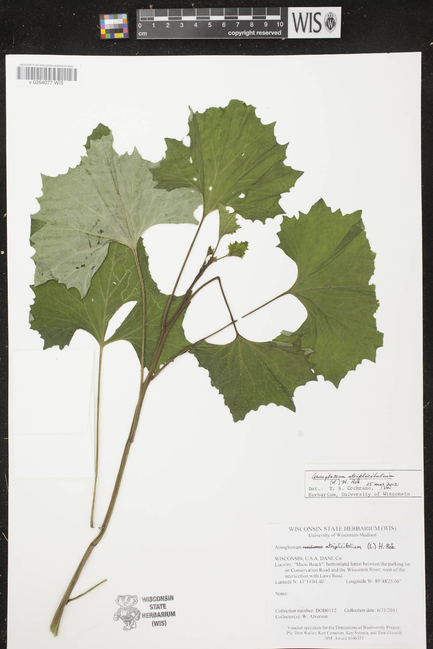 Arnoglossum atriplicifolium image