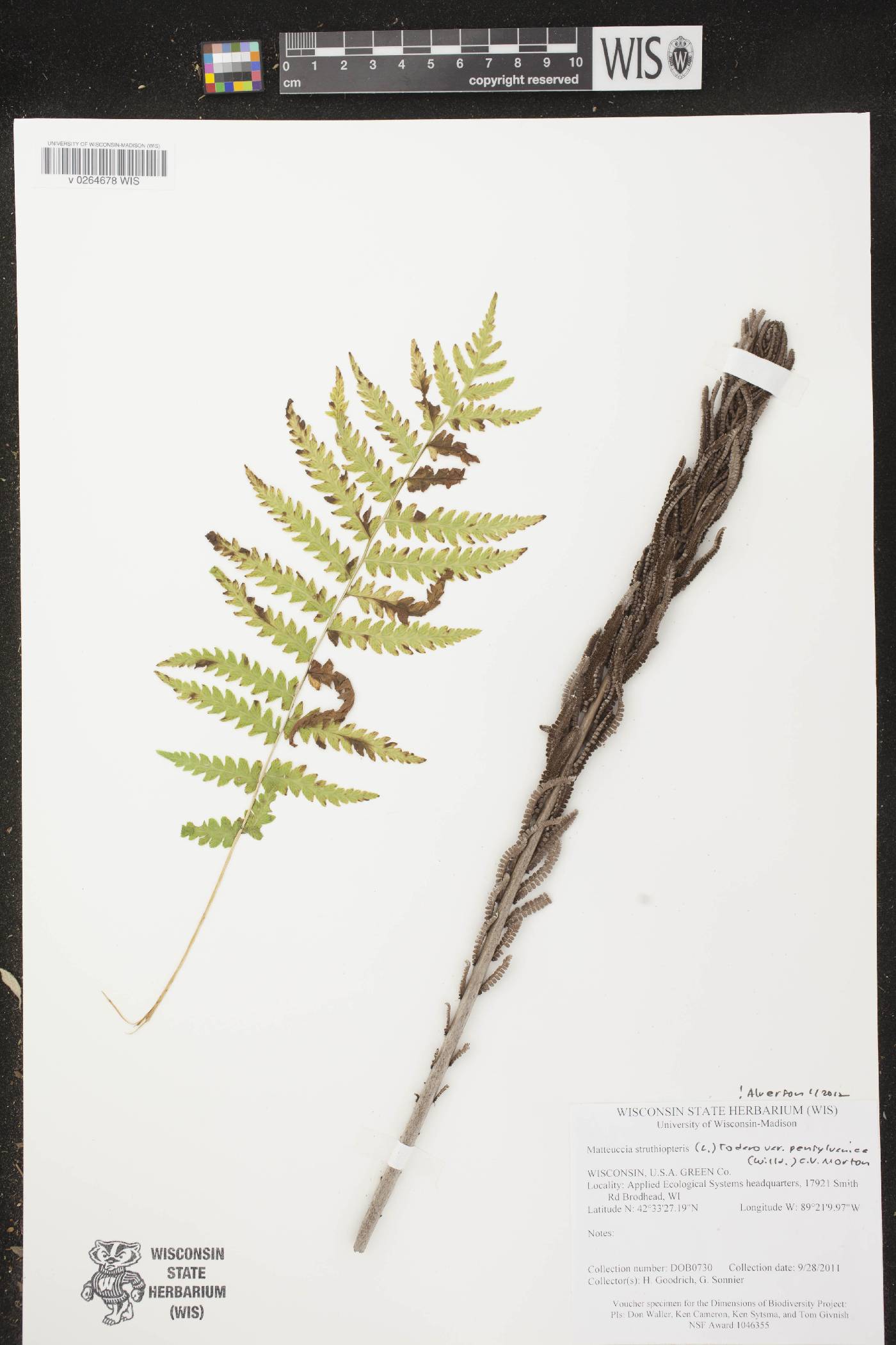 Matteuccia struthiopteris image