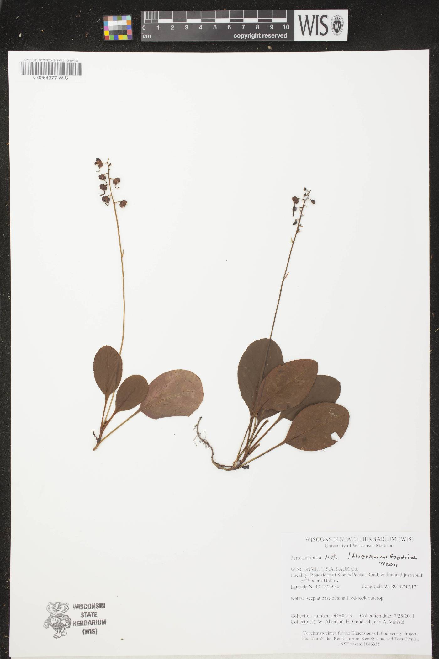 Pyrola elliptica image