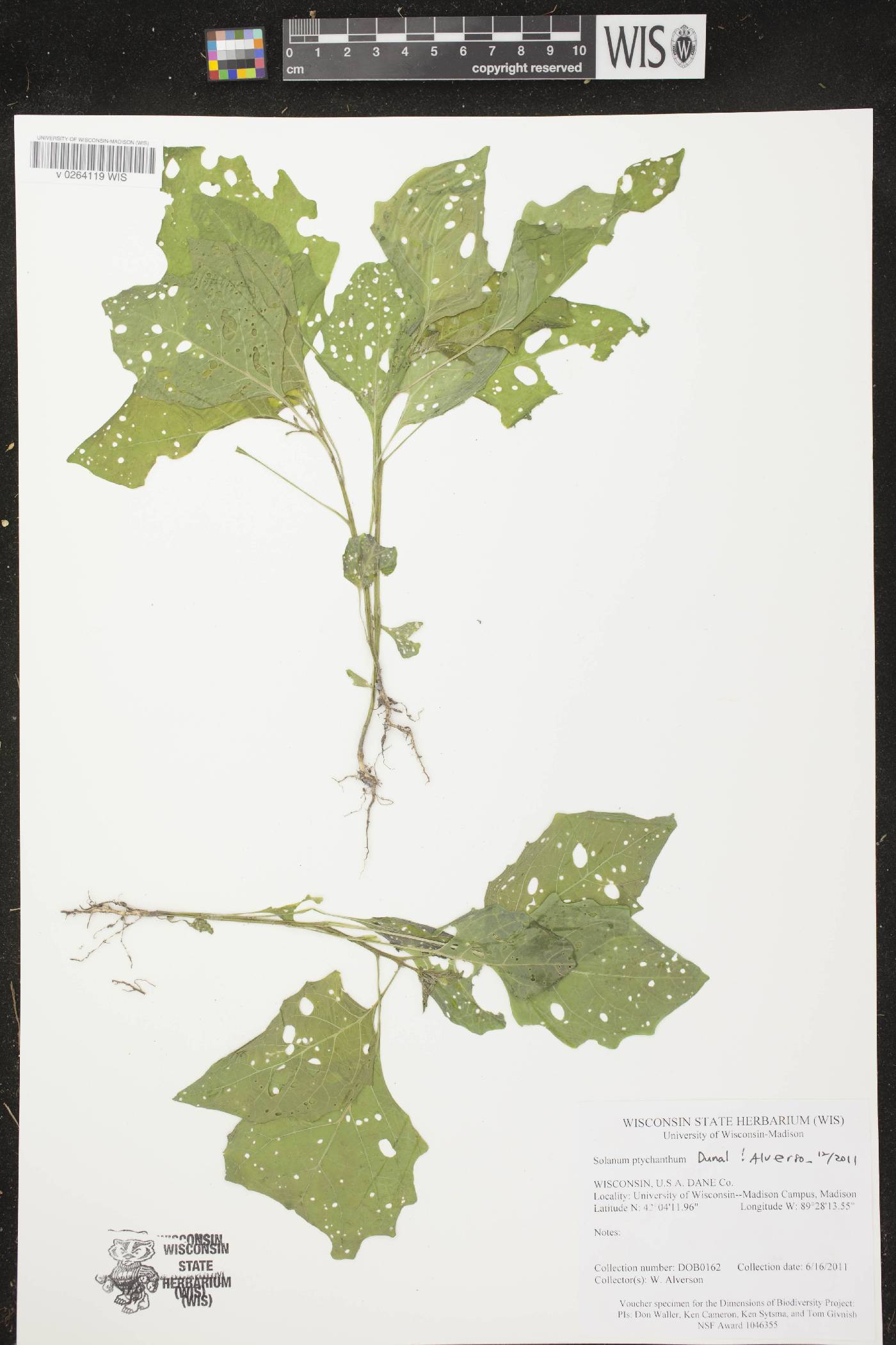 Solanum ptychanthum image