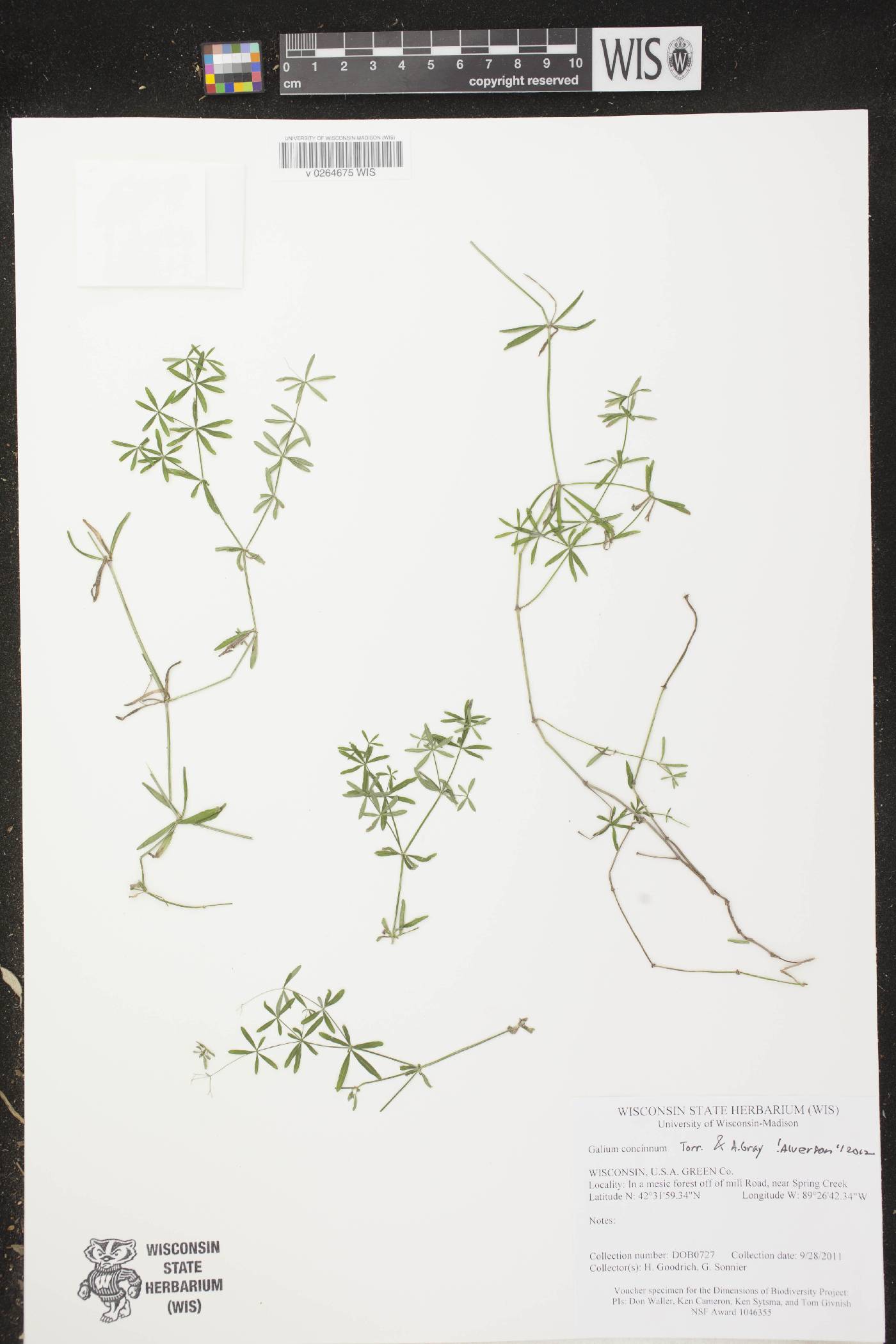 Galium concinnum image