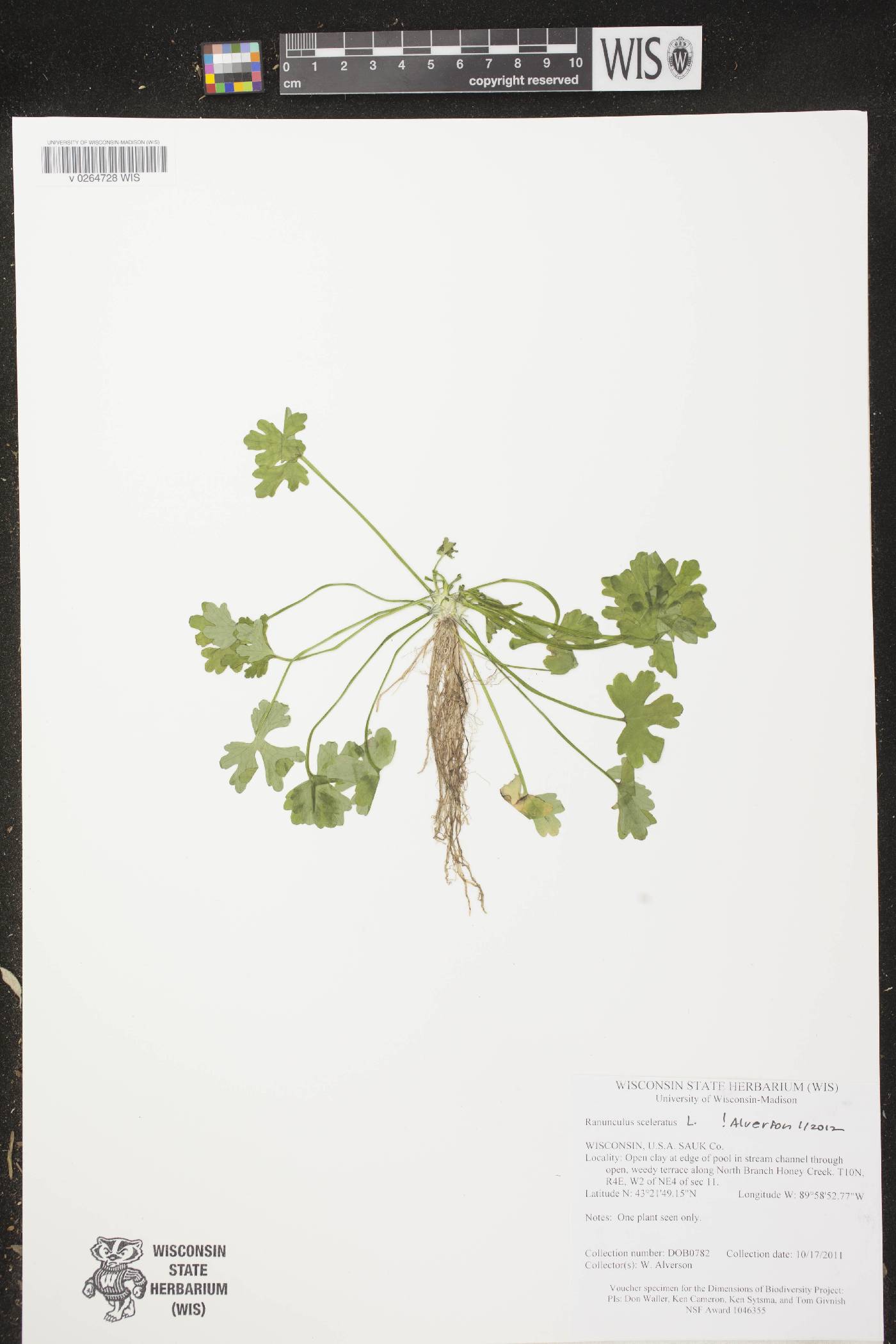 Ranunculus sceleratus image