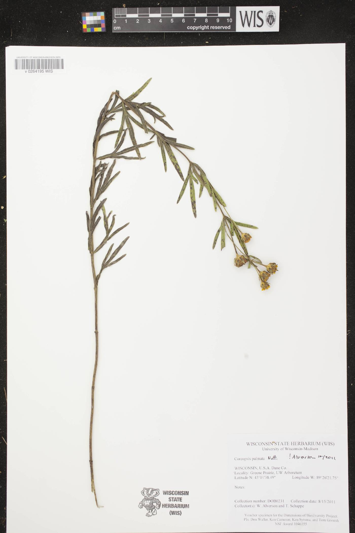 Coreopsis palmata image