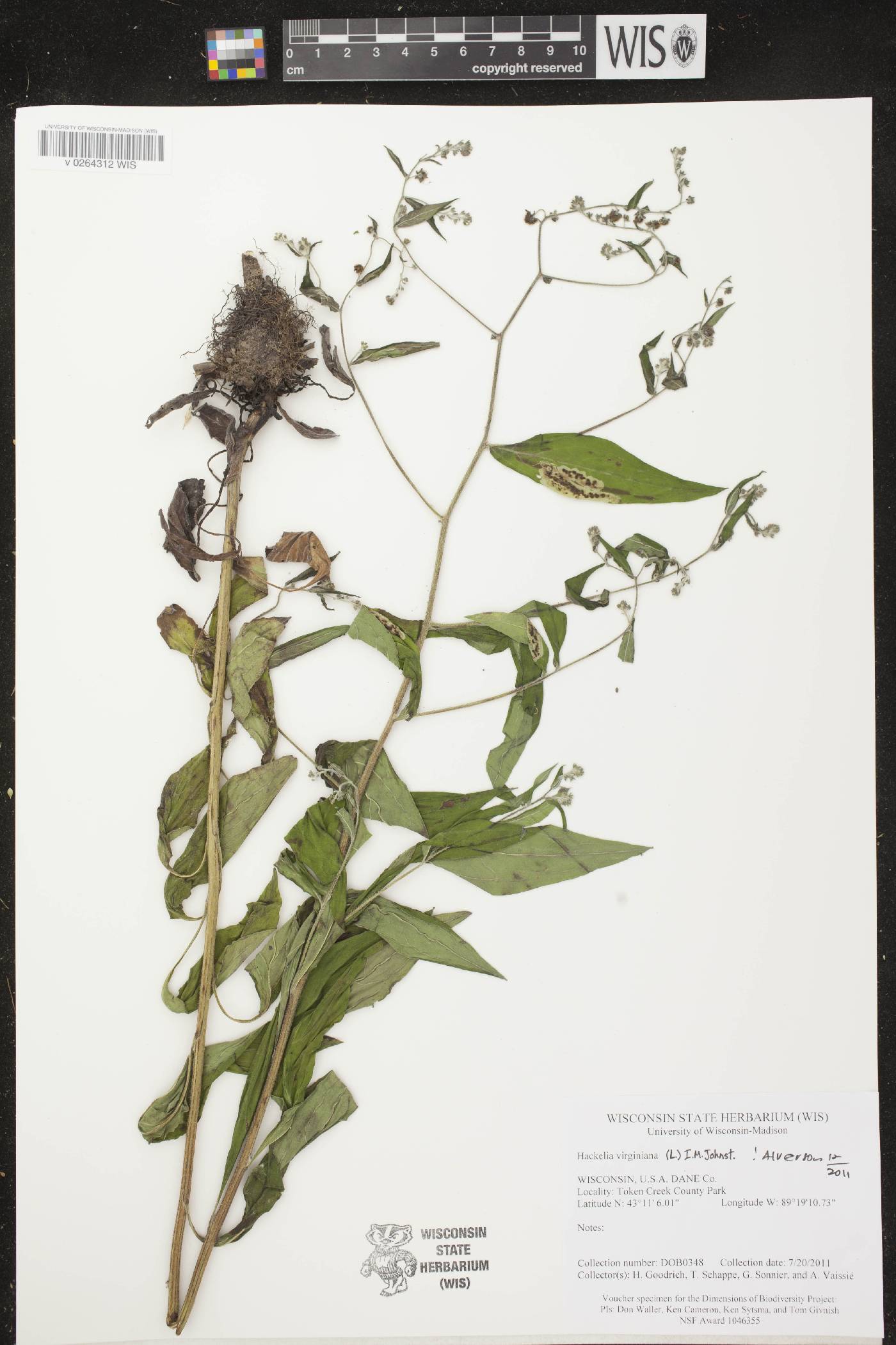 Hackelia virginiana image