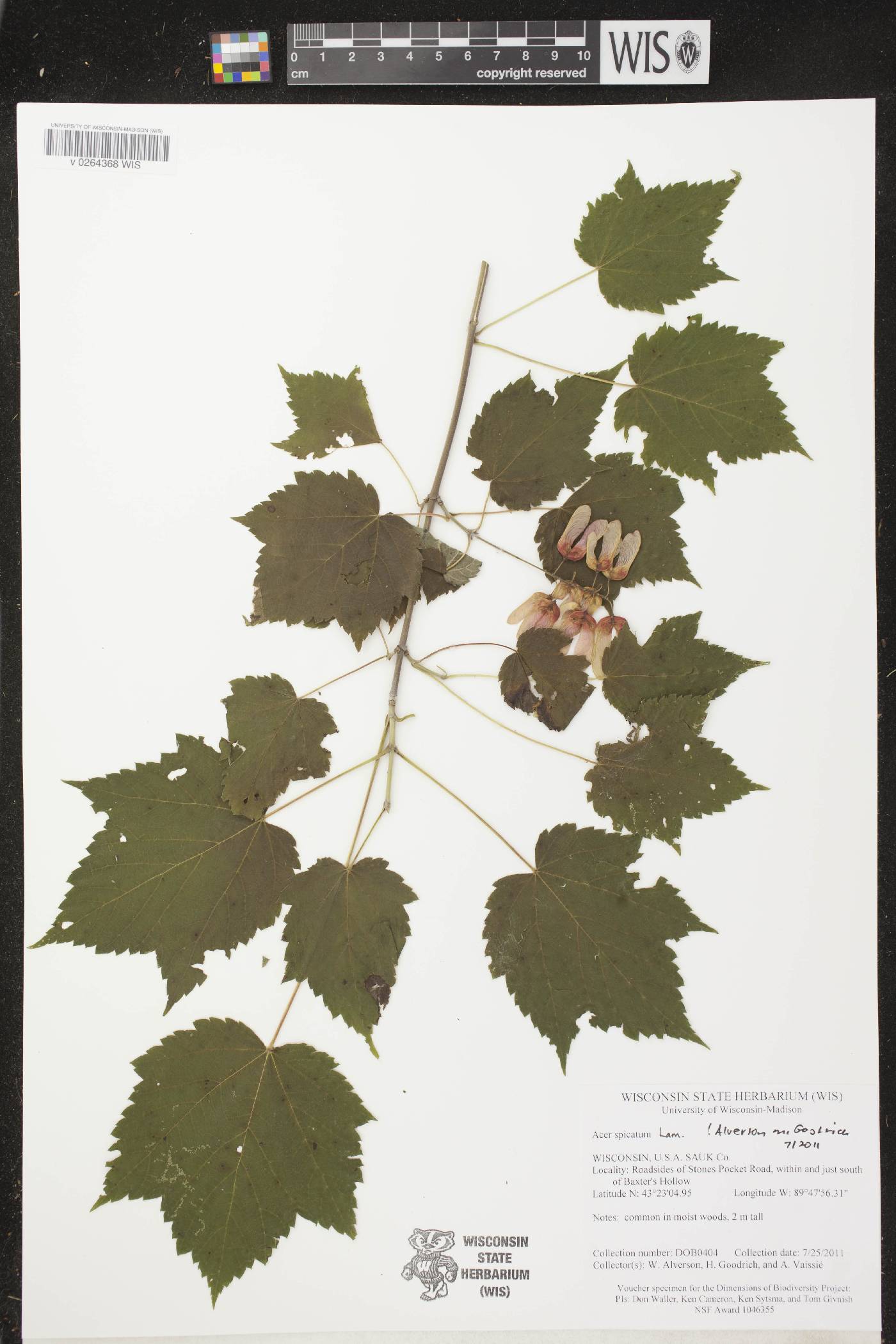 Acer spicatum image