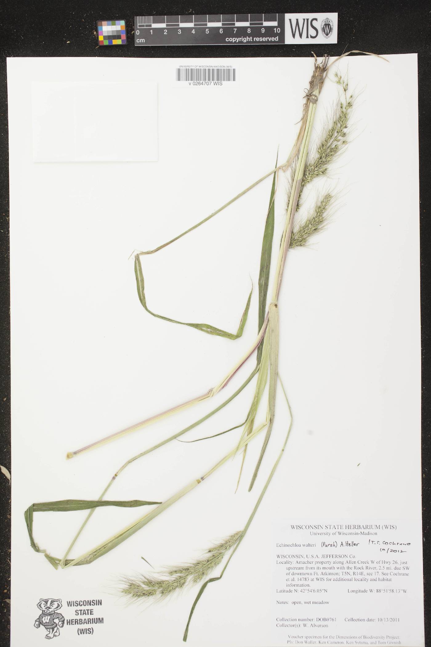 Echinochloa walteri image