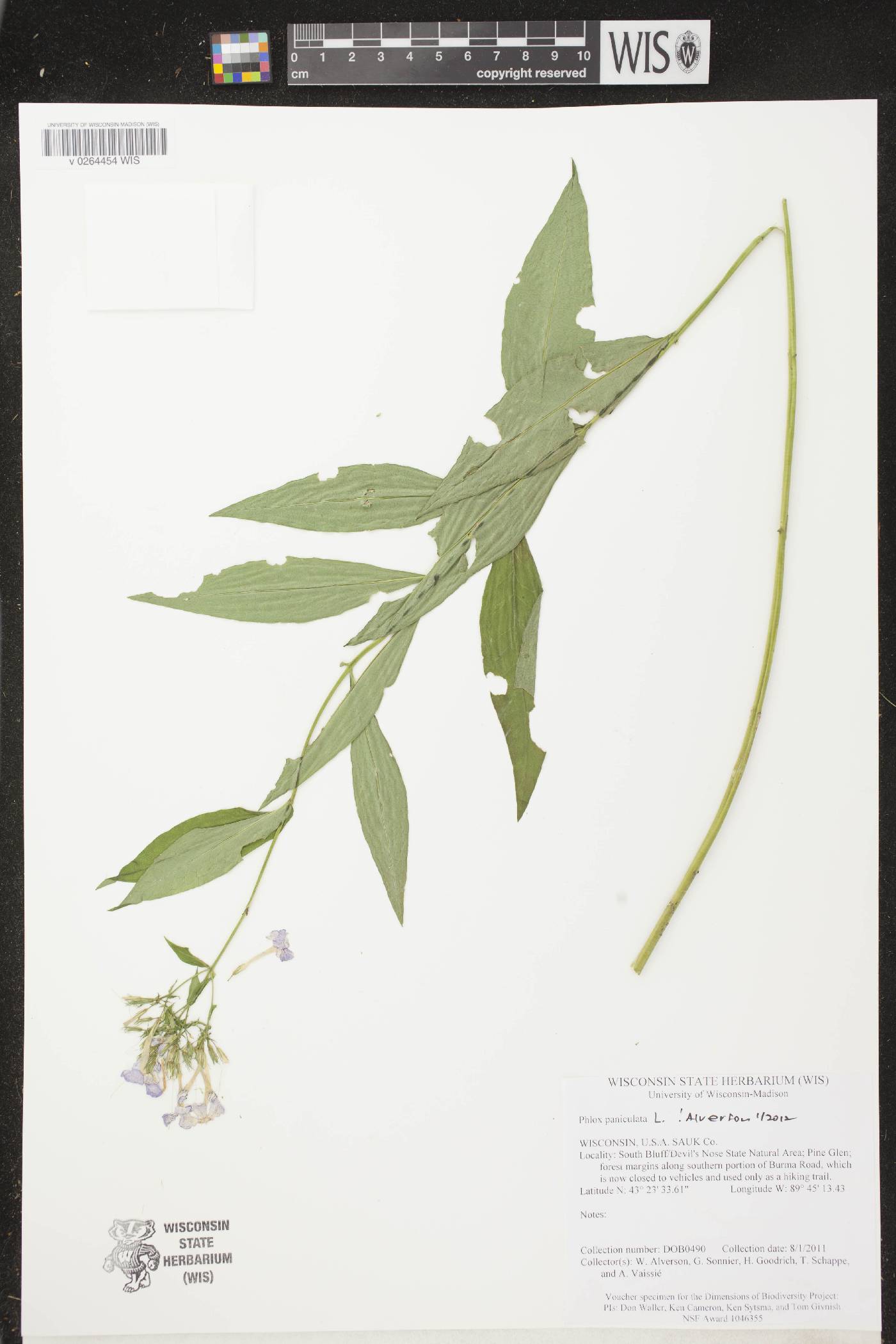 Phlox paniculata image