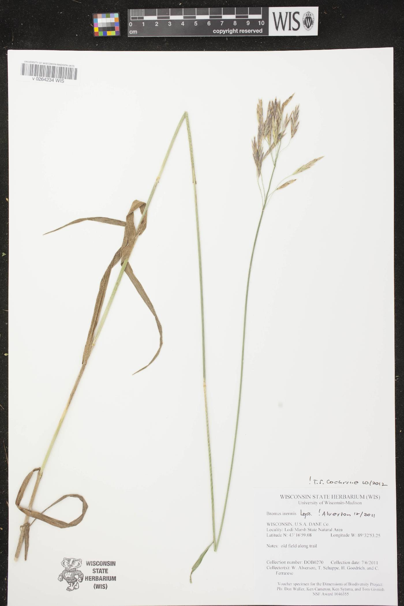 Bromus inermis image