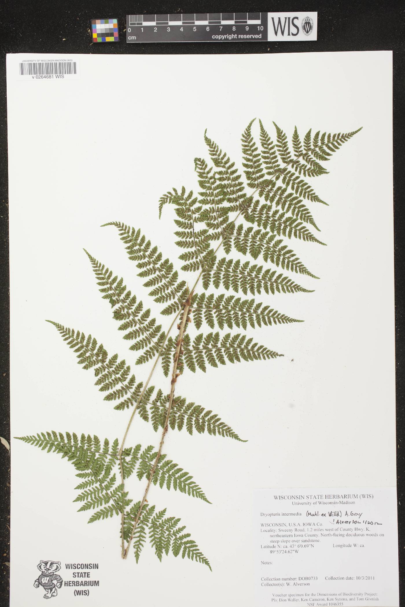 Dryopteris intermedia image