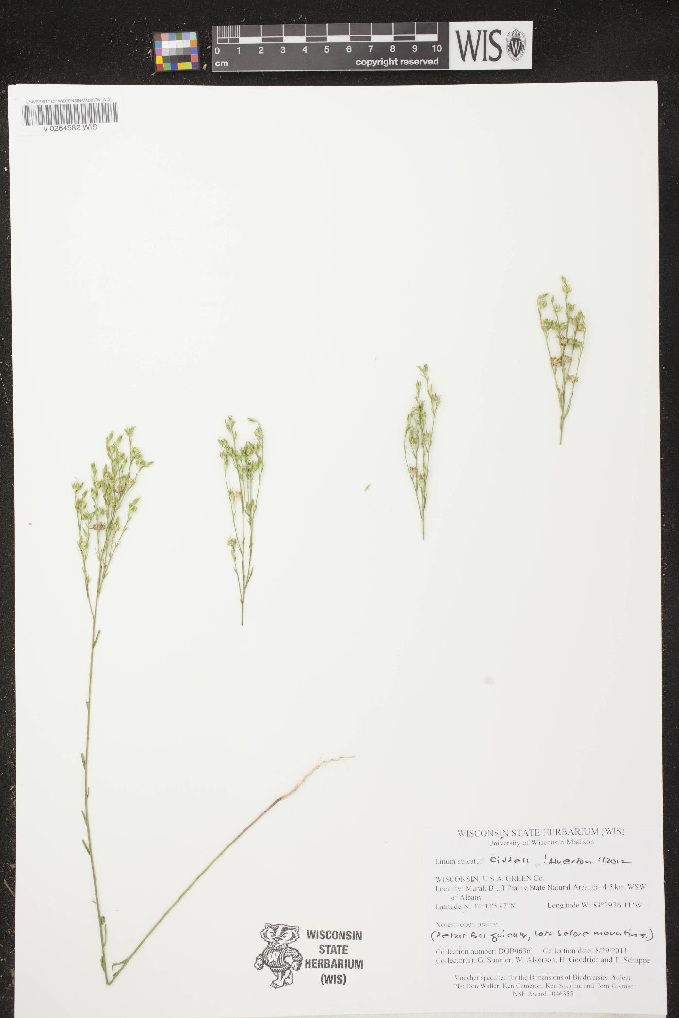 Linum sulcatum image