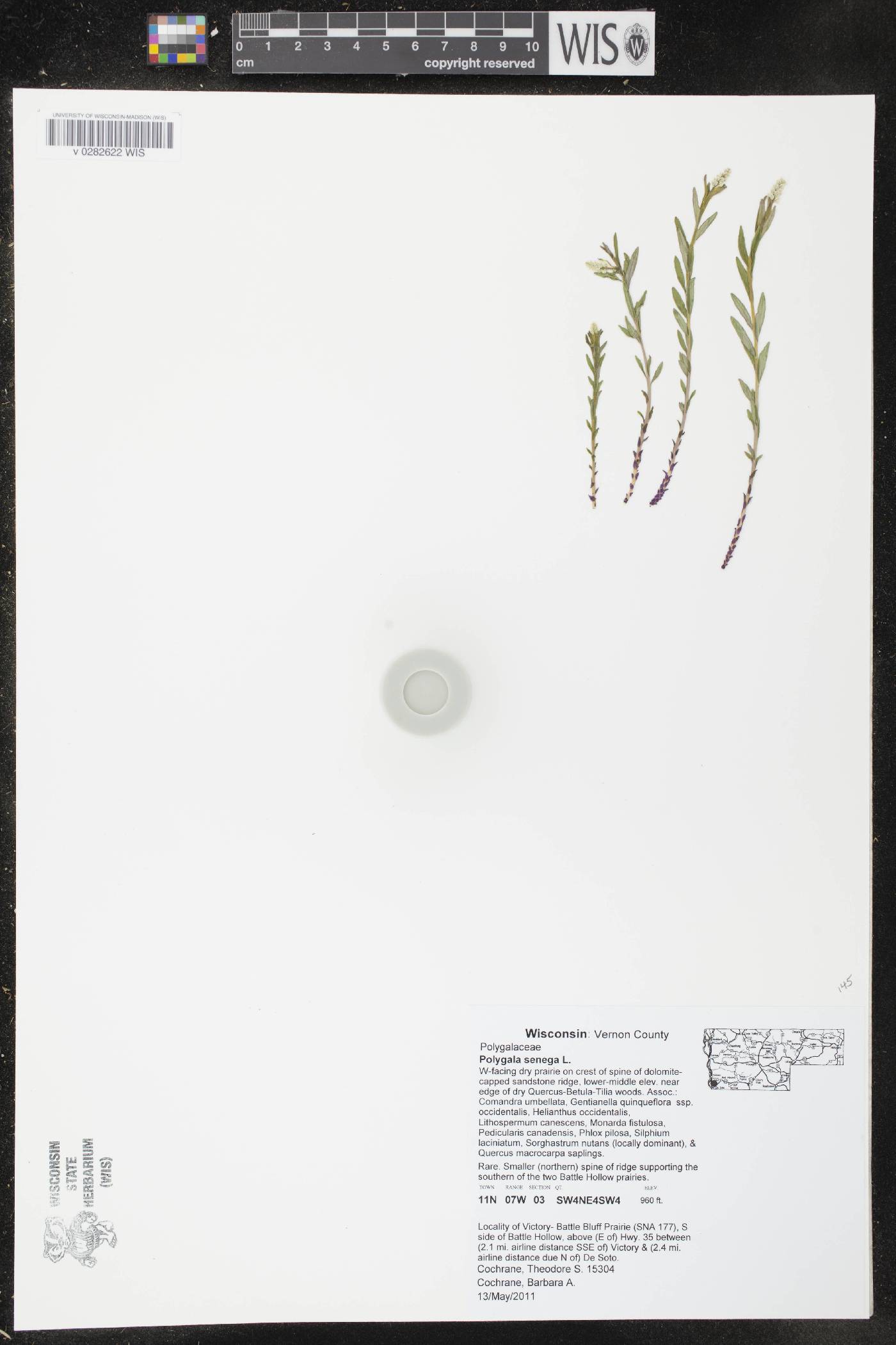 Polygala senega image