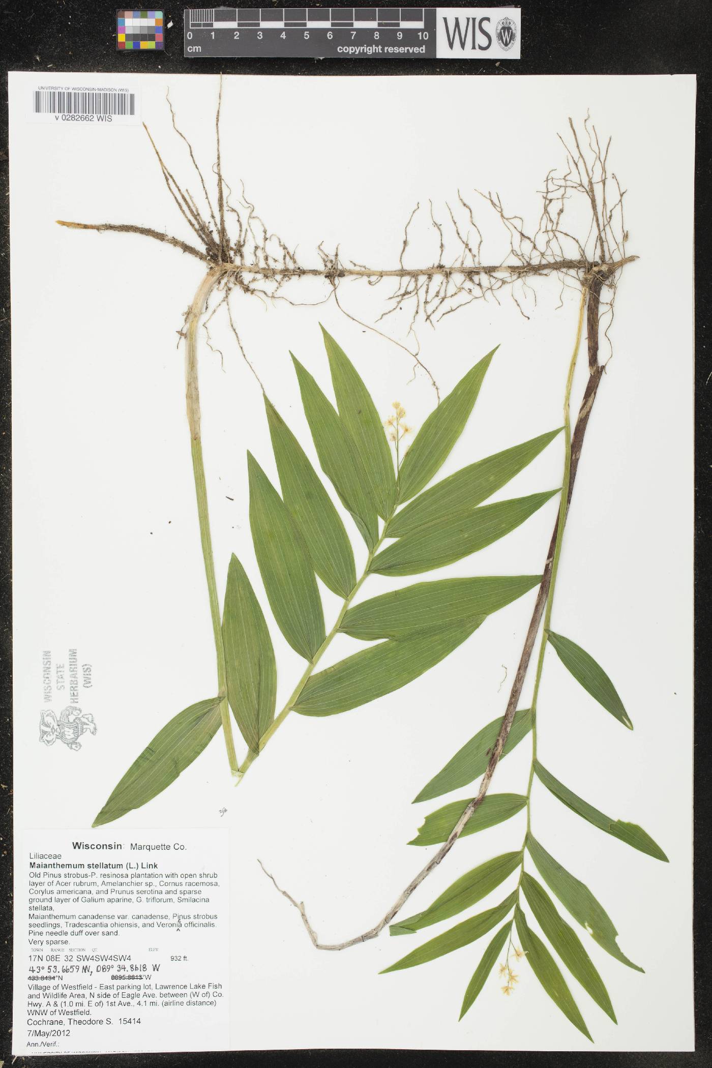 Maianthemum stellatum image