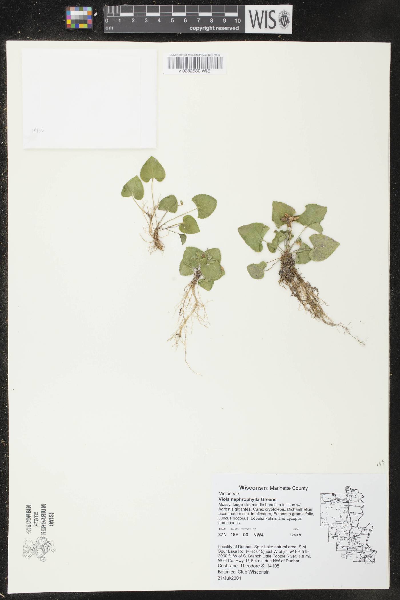 Viola nephrophylla image