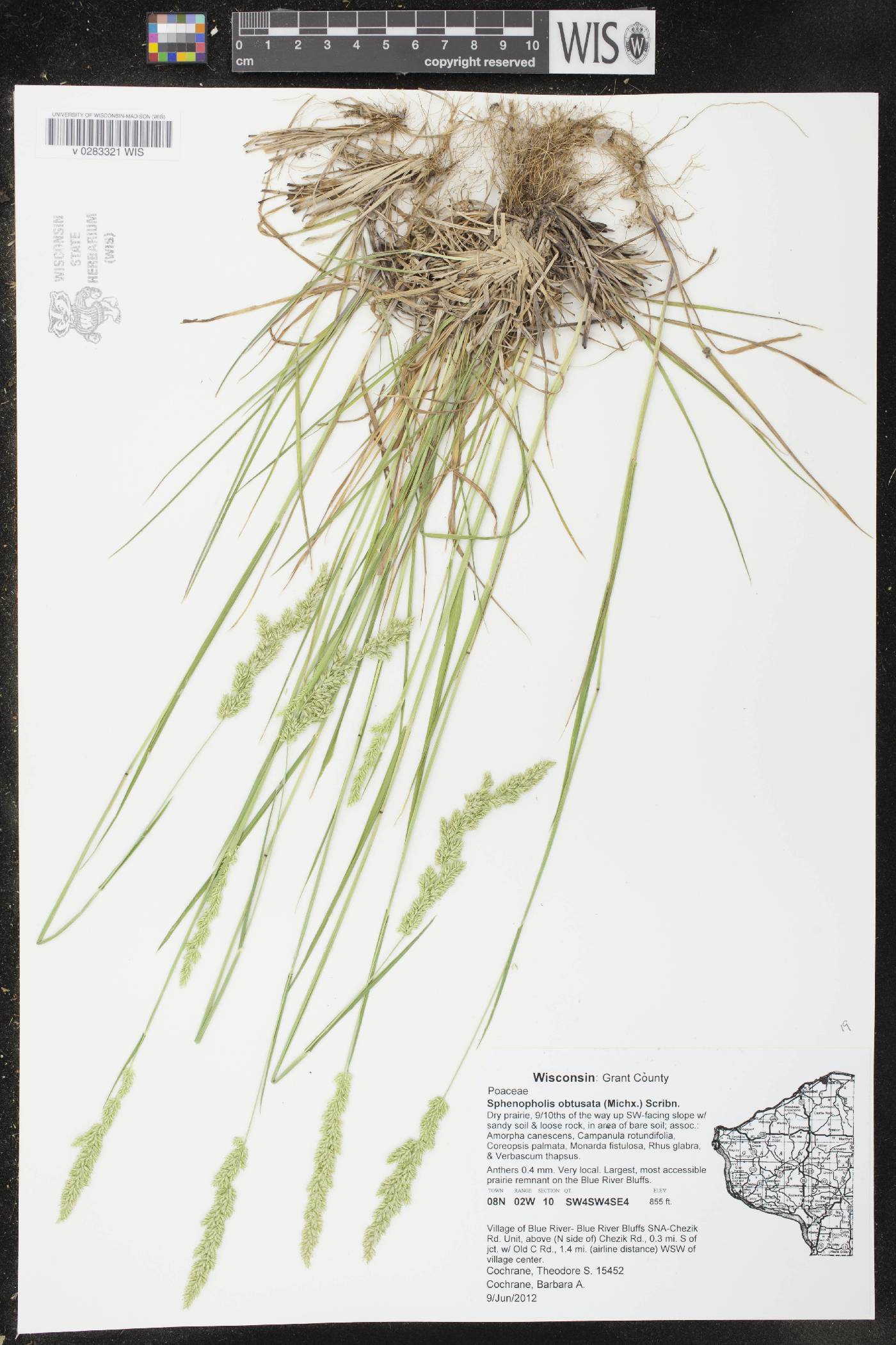 Sphenopholis obtusata image