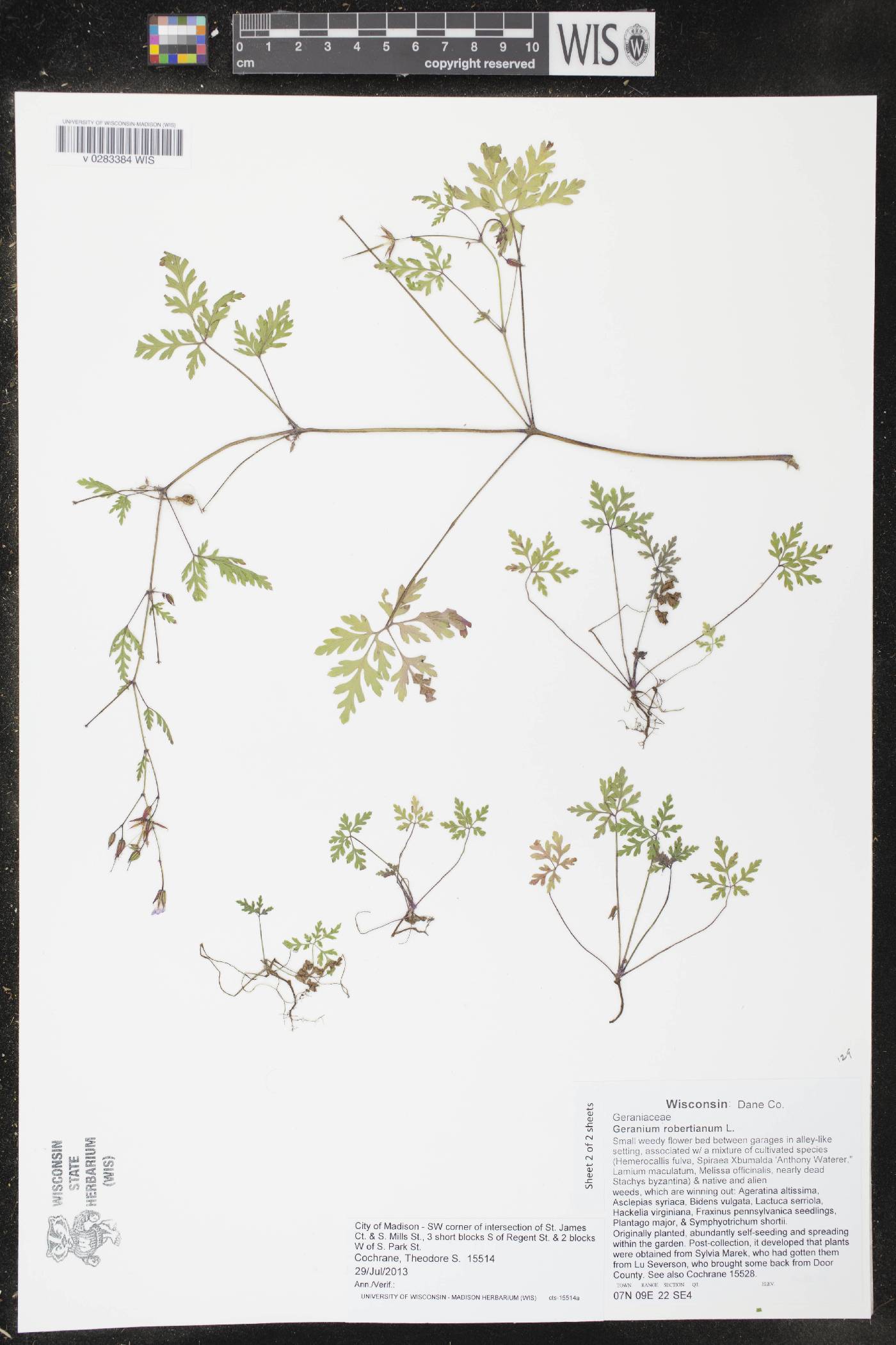 Geranium robertianum image
