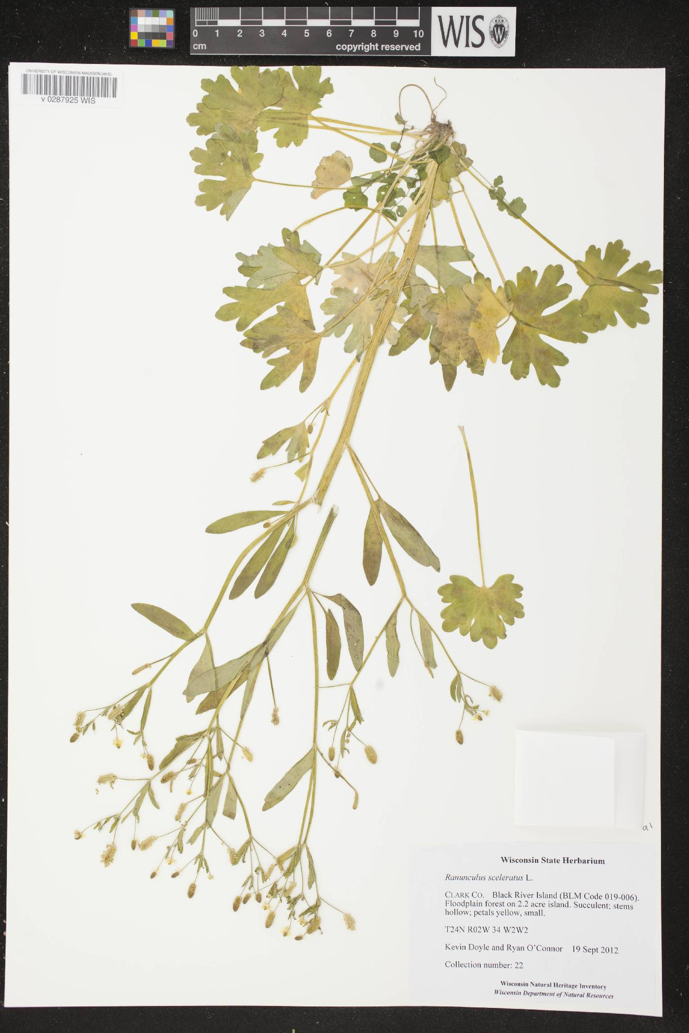 Ranunculus sceleratus image