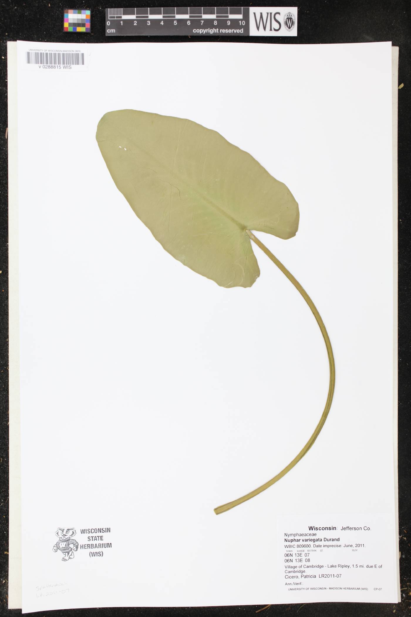 Nuphar variegata image
