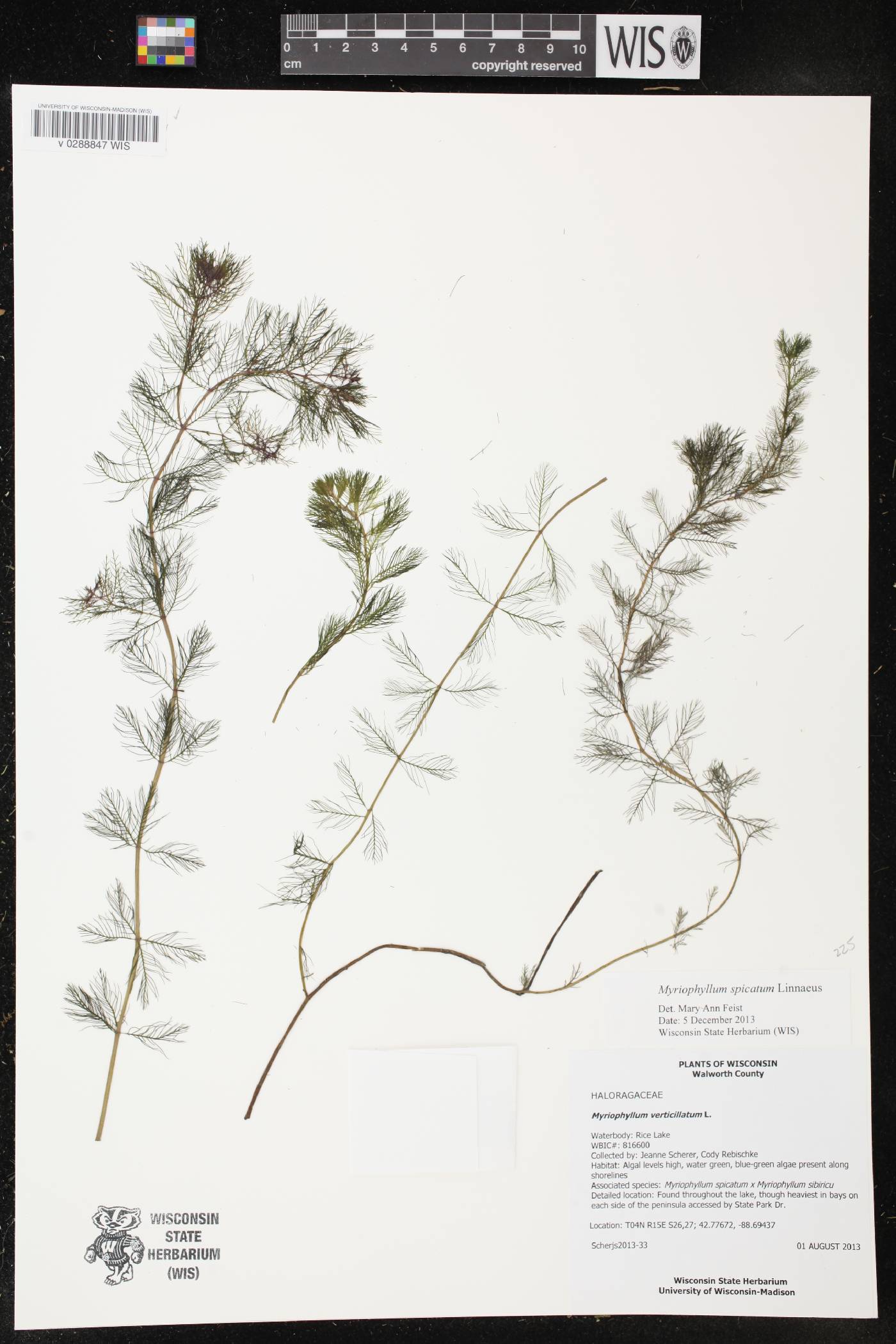 Myriophyllum spicatum image