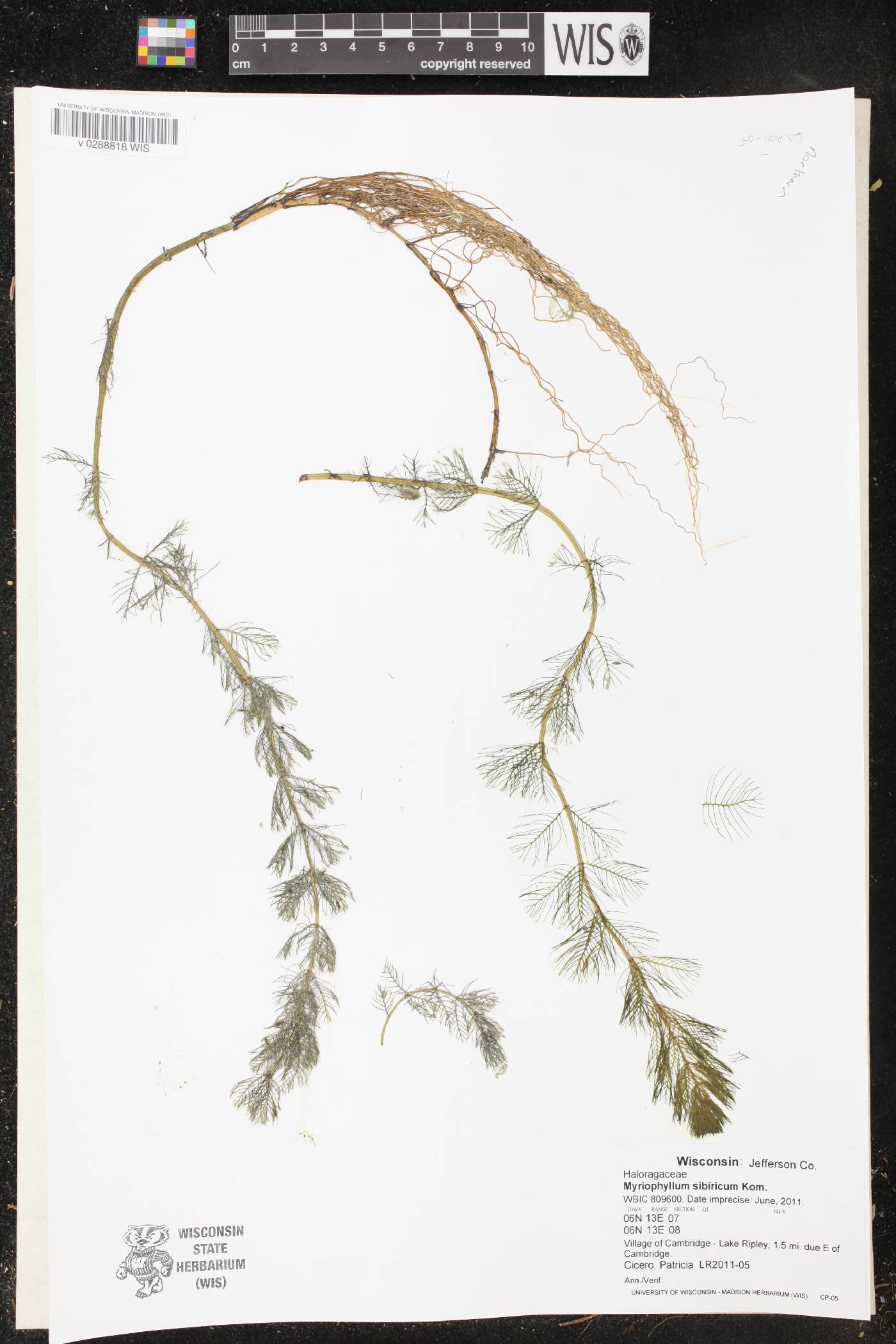 Myriophyllum sibiricum image