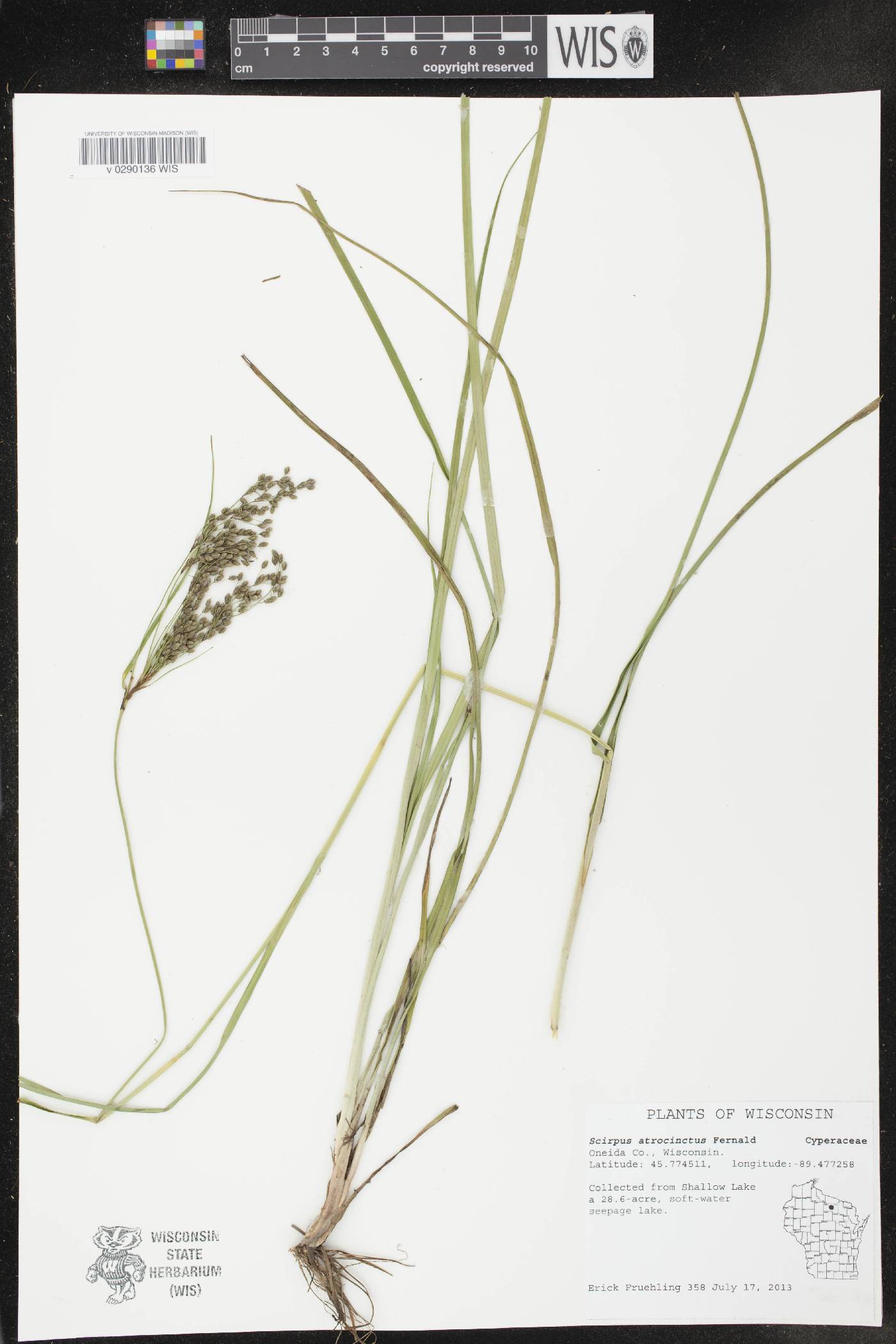 Scirpus atrocinctus image