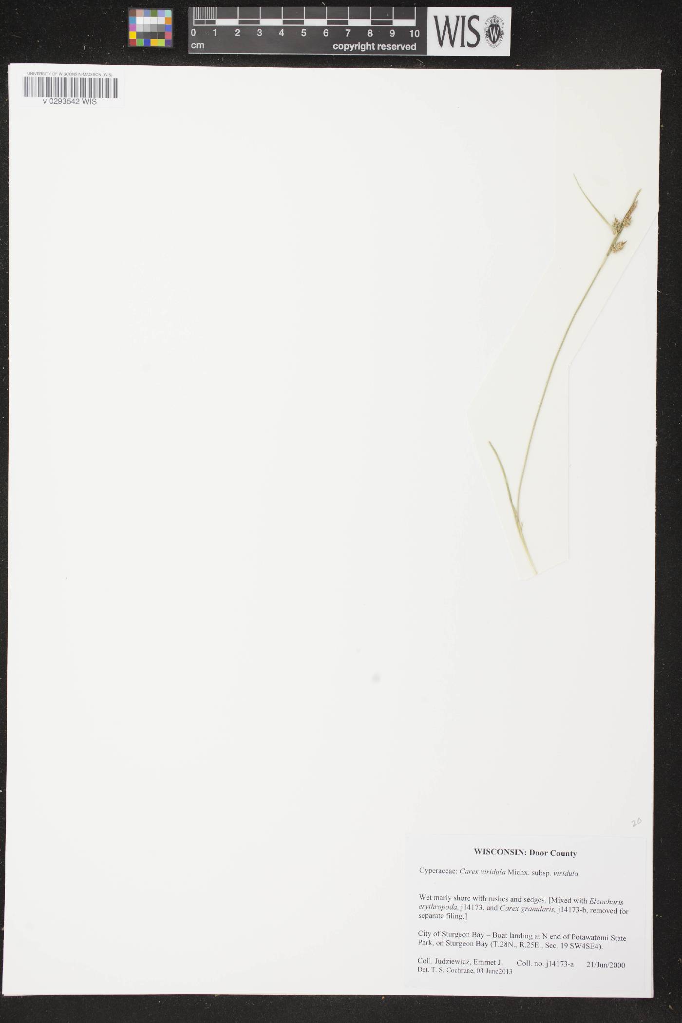 Carex viridula image