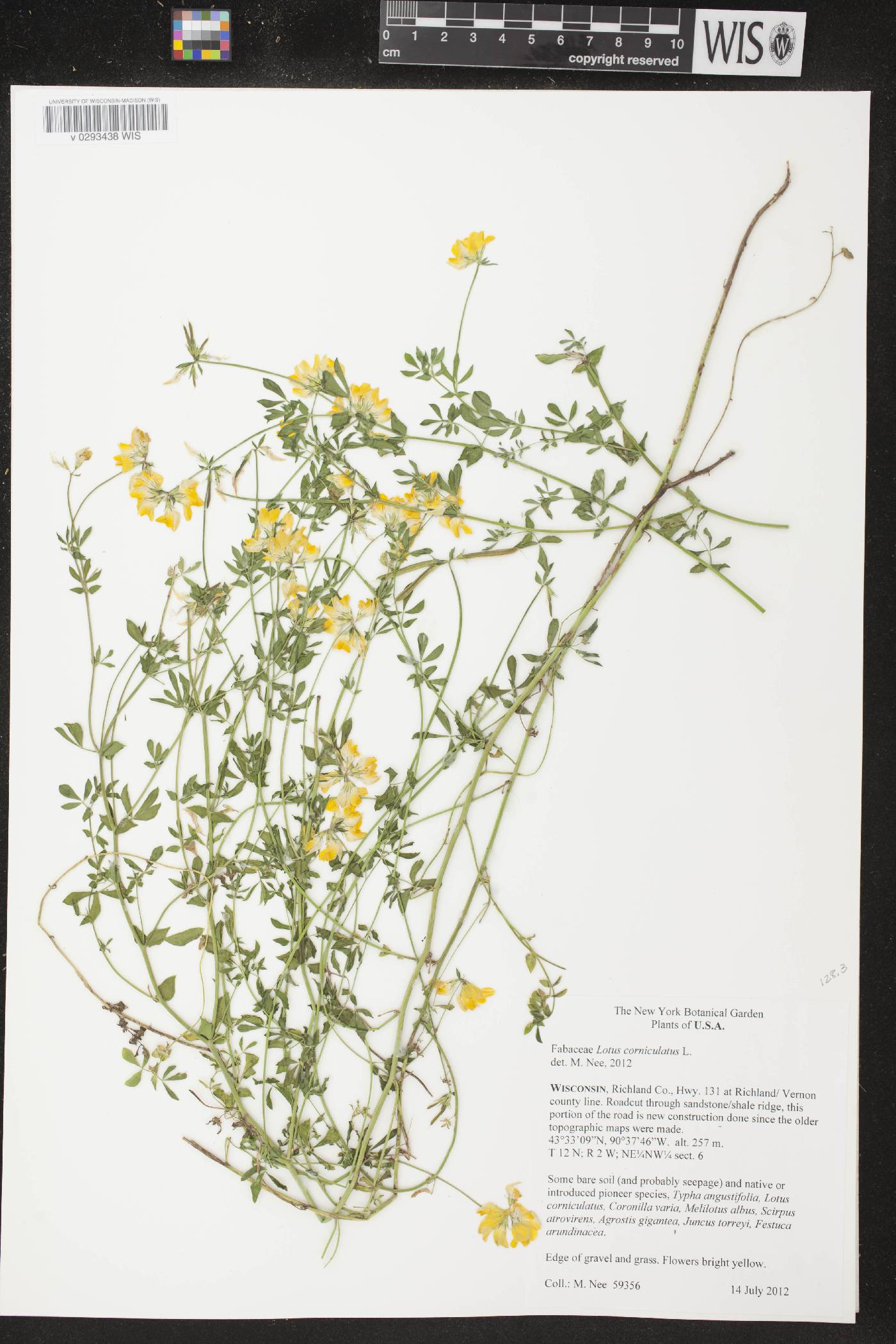 Lotus corniculatus image