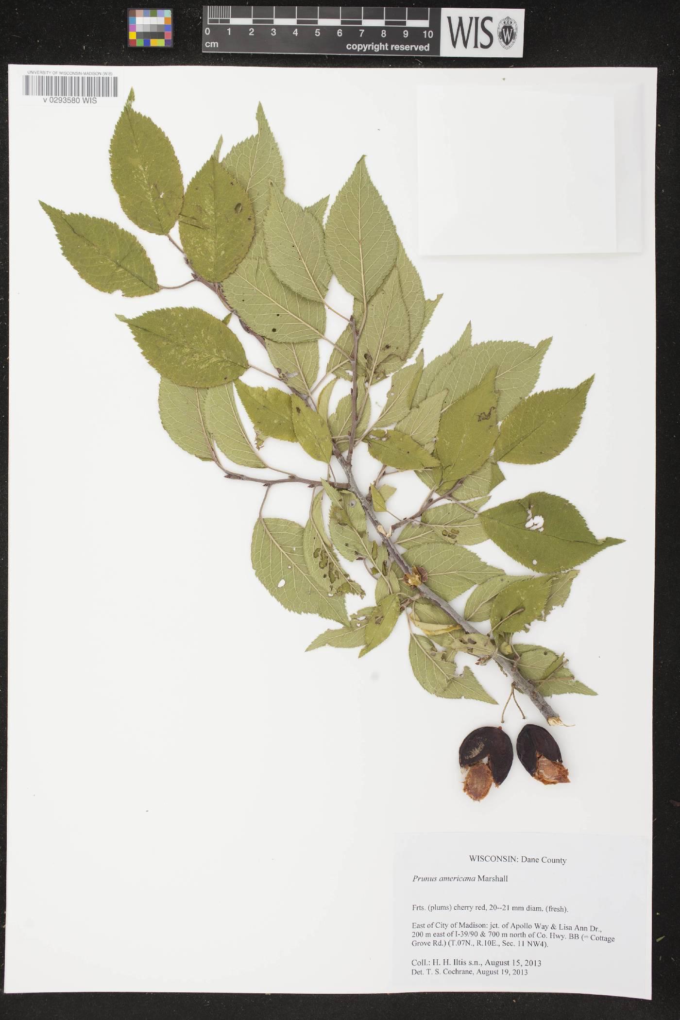 Prunus americana image