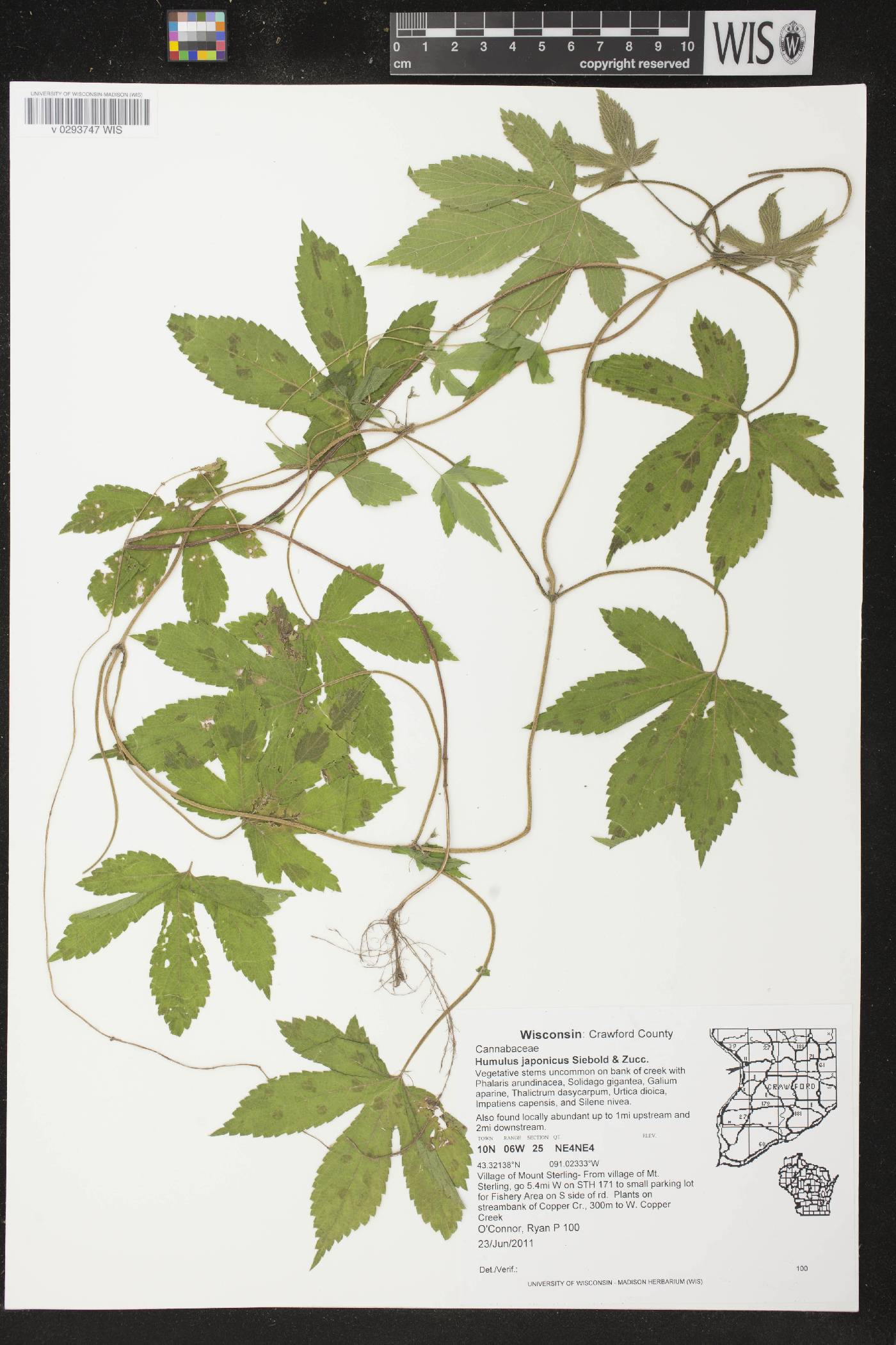 Humulus japonicus image