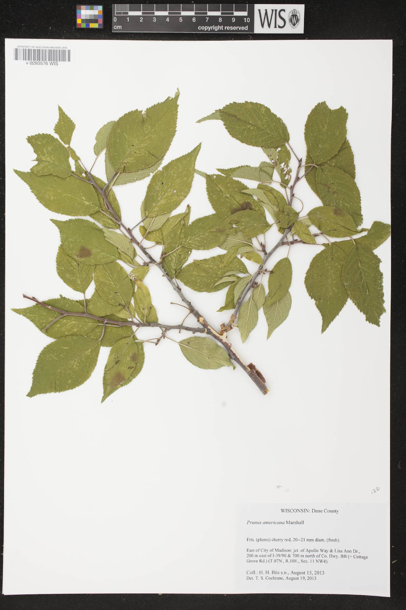 Prunus americana image