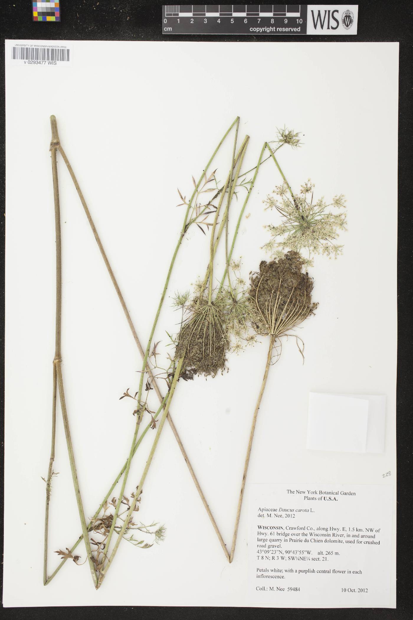Daucus carota image