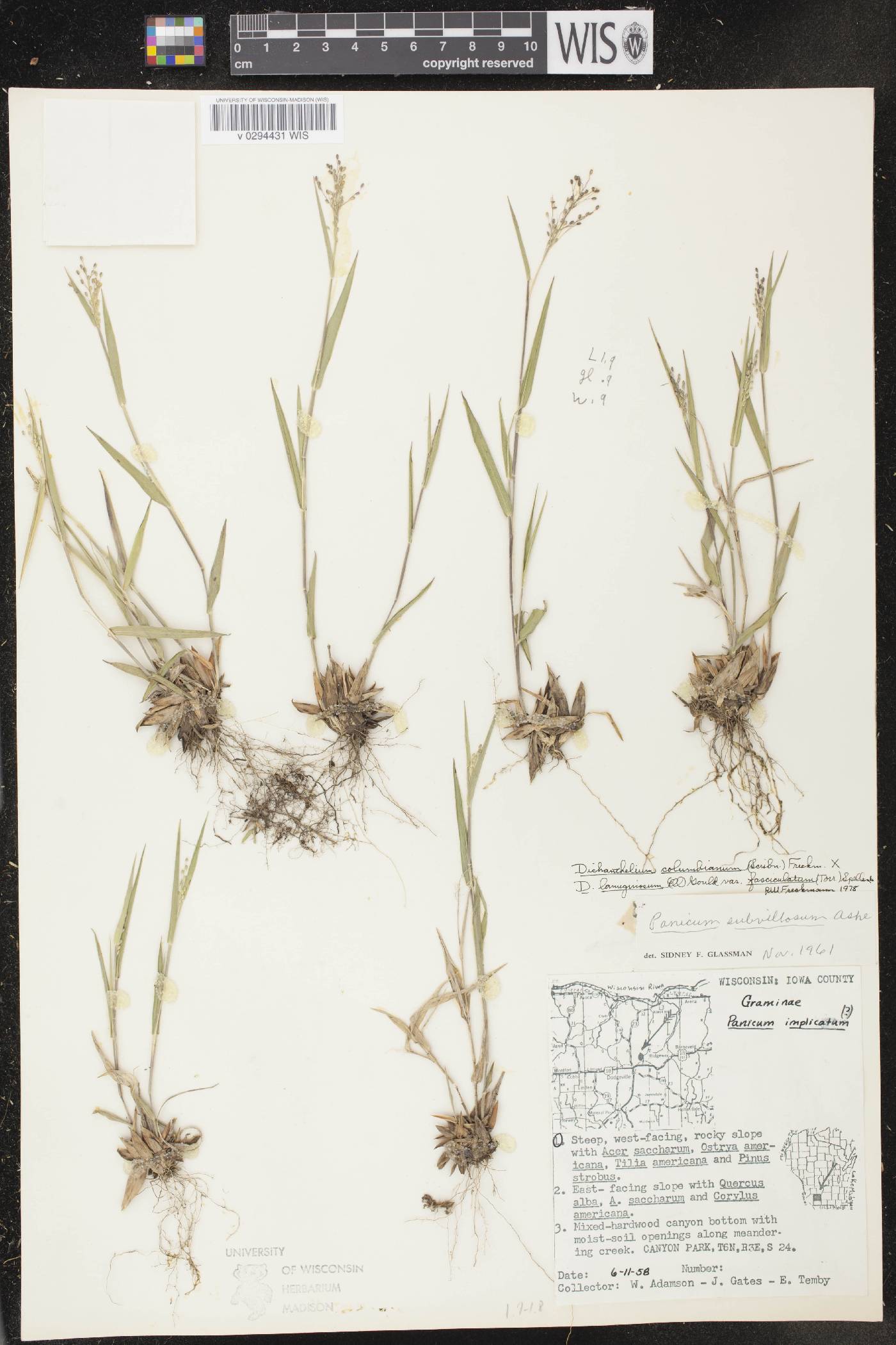 Dichanthelium acuminatum var. fasciculatum image